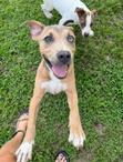 Scooby, a ADOPTABLE mixed breed in Hot Springs, AR image 4/6