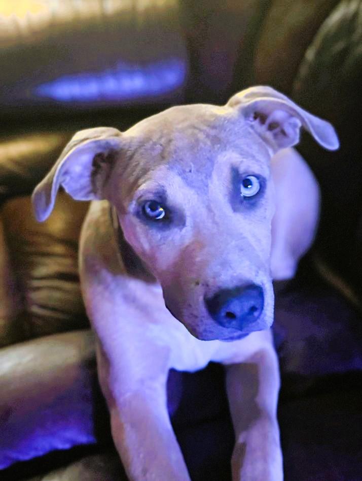 Enlarge Scooby, a ADOPTABLE mixed breed in Hot Springs, AR image 5/6