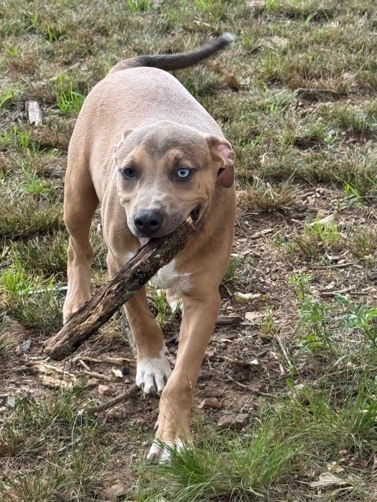 Scooby, a ADOPTABLE mixed breed in Hot Springs, AR image 3/6