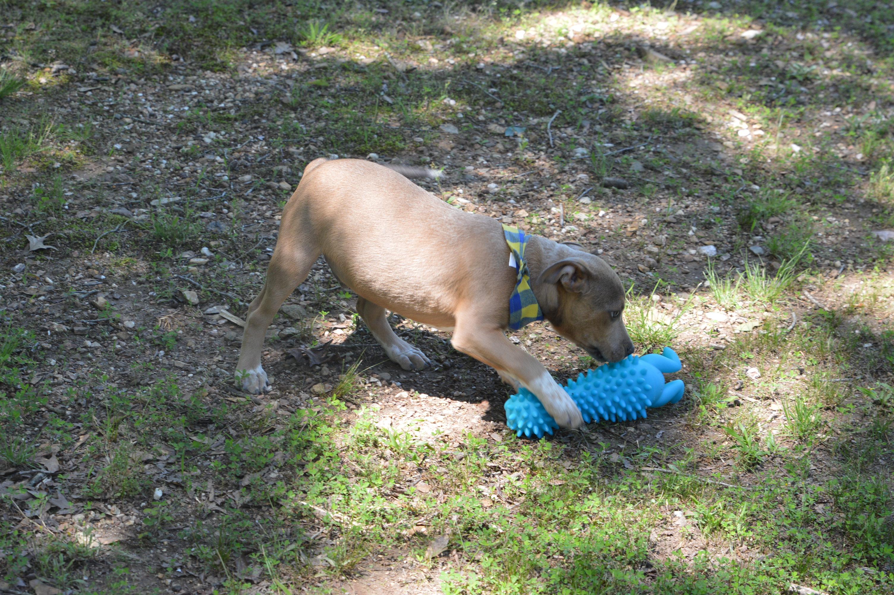 Enlarge Scooby, a ADOPTABLE mixed breed in Hot Springs, AR image 5/6