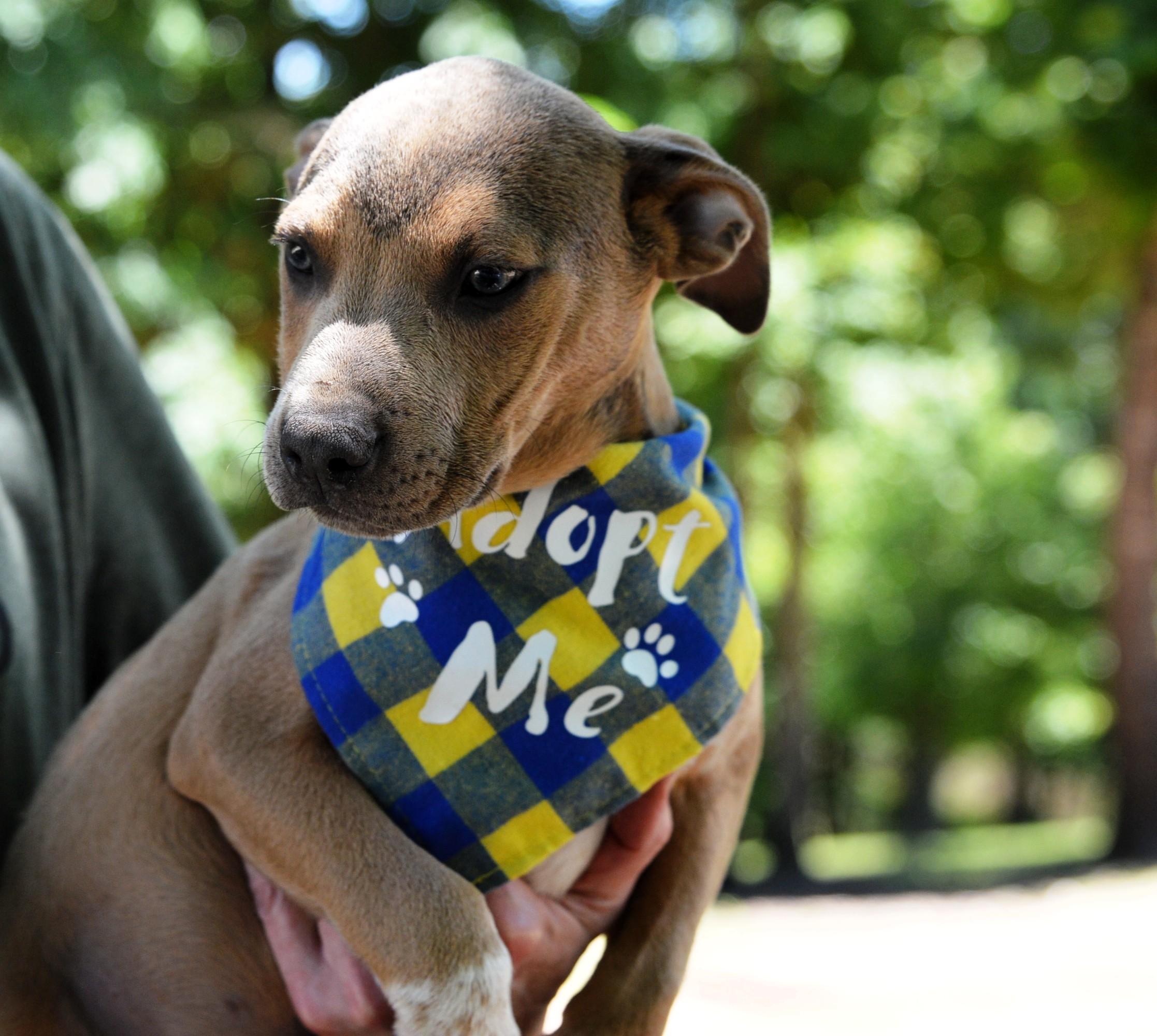 Enlarge Scooby, a ADOPTABLE mixed breed in Hot Springs, AR image 4/6