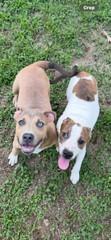 Scooby, a ADOPTABLE mixed breed in Hot Springs, AR image 5/6
