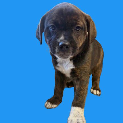 Gremlin — thumbnail 2