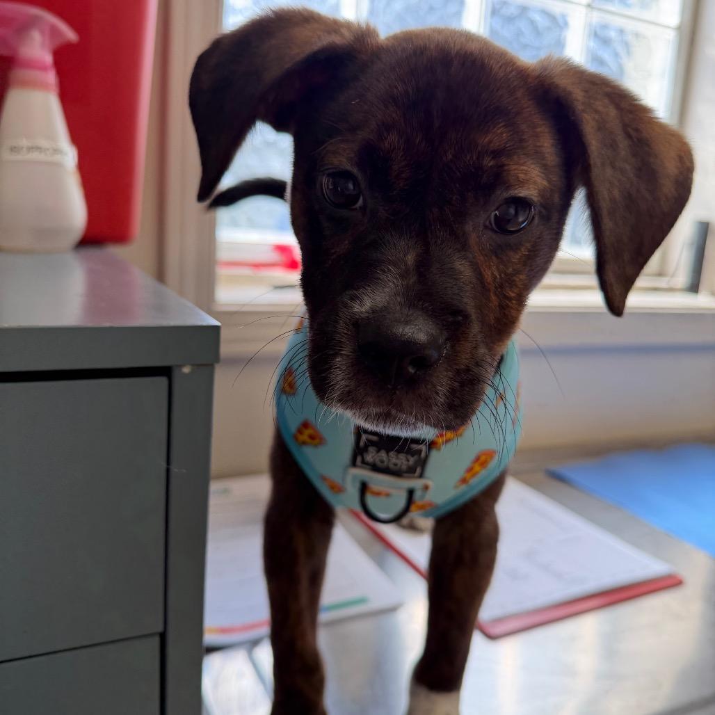 Gremlin — thumbnail 3