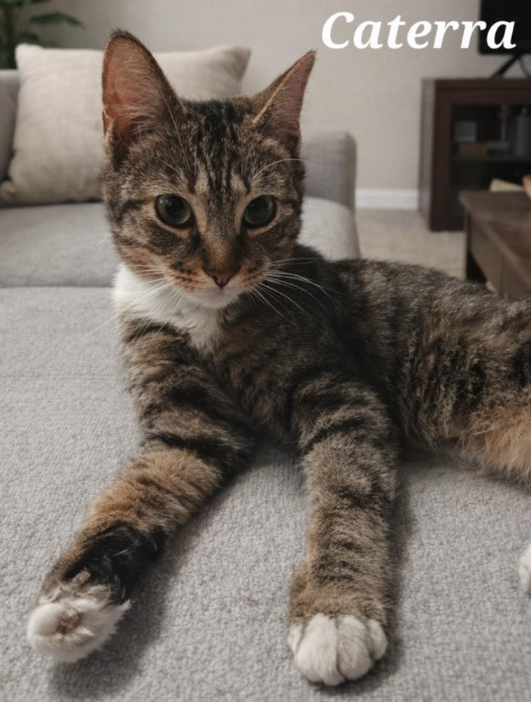 Enlarge Caterra, an adopted mixed breed in Monroeville, PA image 1/1