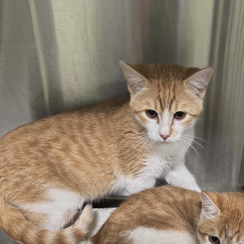 Bobby, Adoptable, Kitten Female Domestic Short Hair.