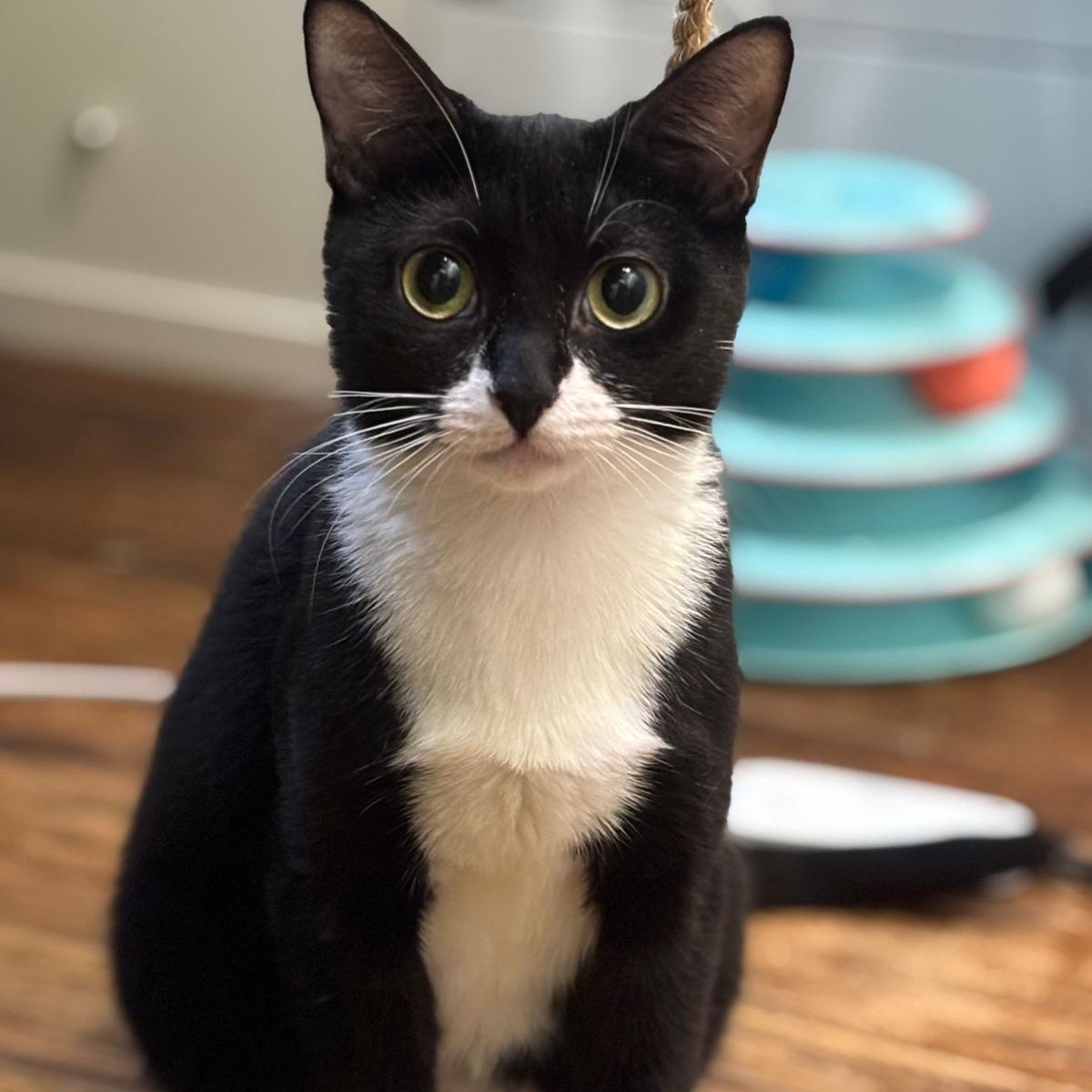 Xena, Young Female unknown