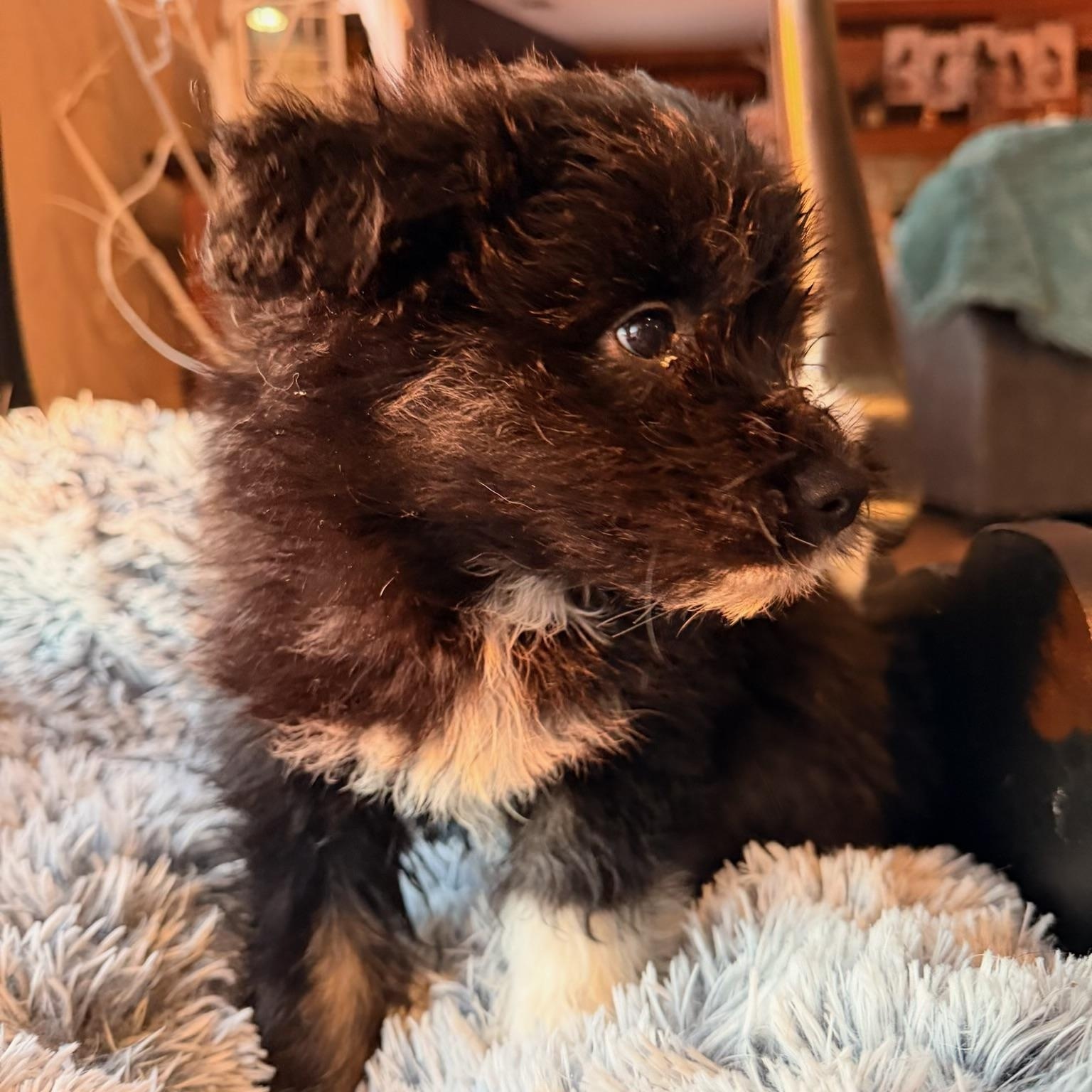 Enlarge Poppy , a ADOPTABLE mixed breed in North Freedom, WI image 2/2