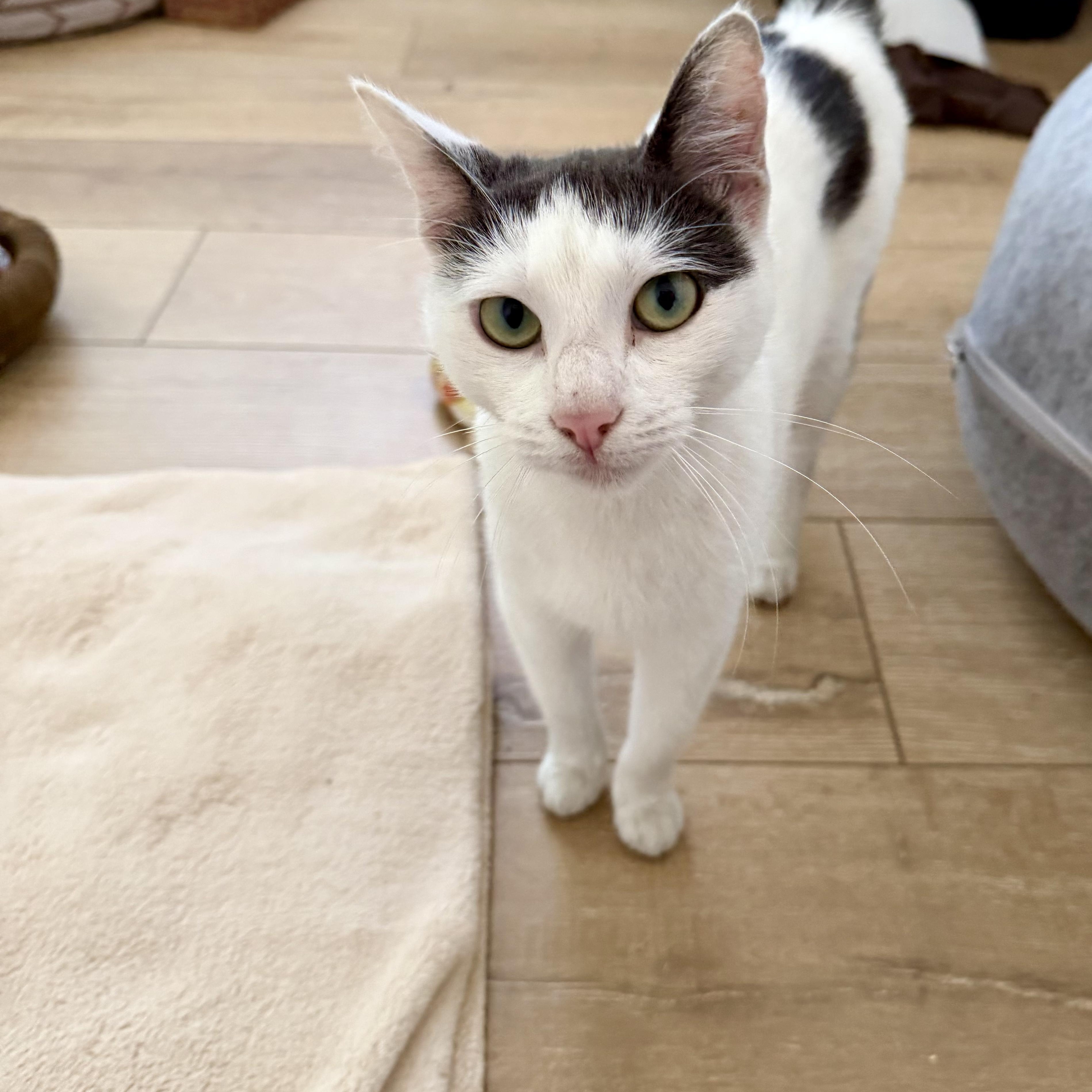 Enlarge Tinkerbell , a ADOPTABLE Domestic Short Hair in San Juan Capistrano, CA image 2/3