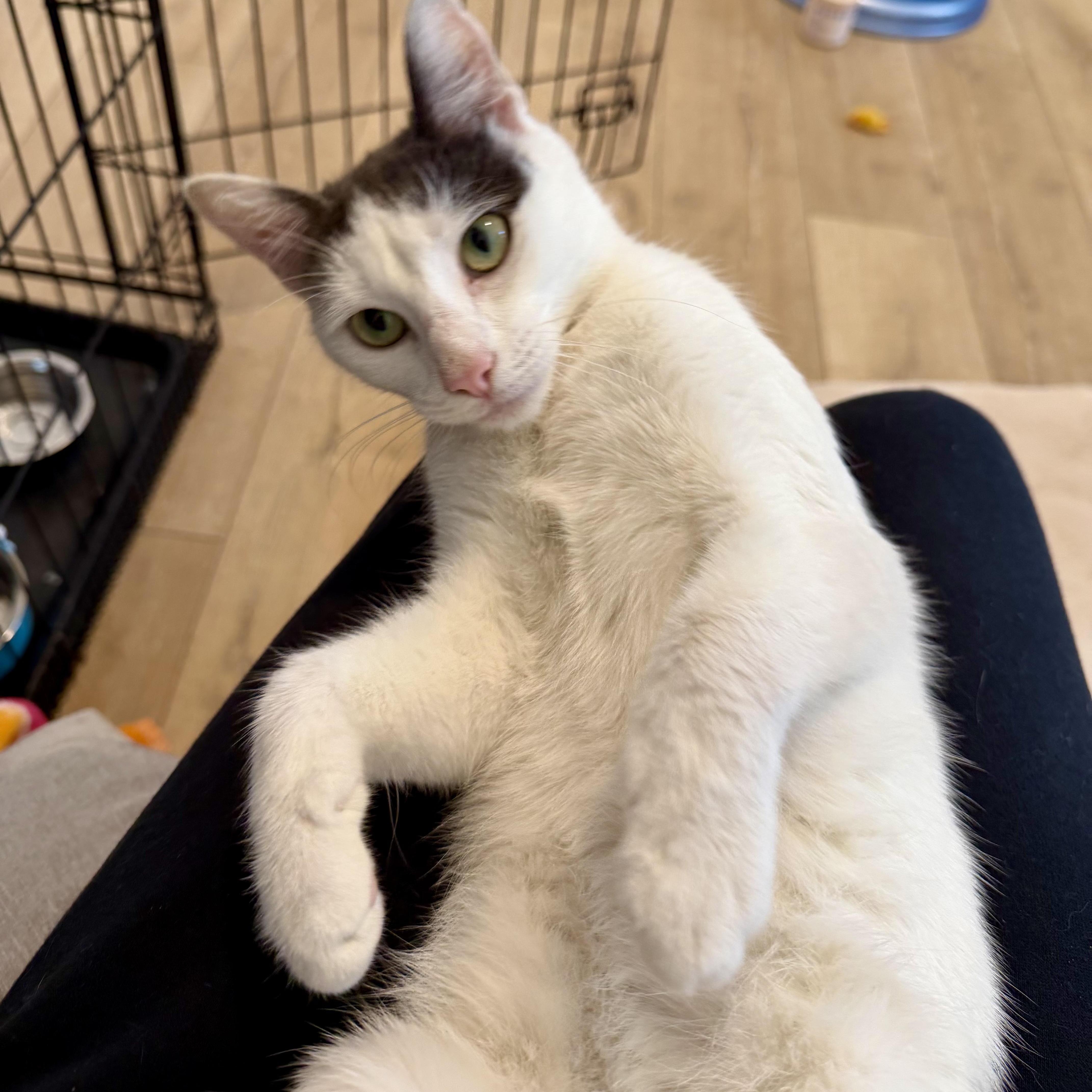 Enlarge Tinkerbell , a ADOPTABLE Domestic Short Hair in San Juan Capistrano, CA image 3/3