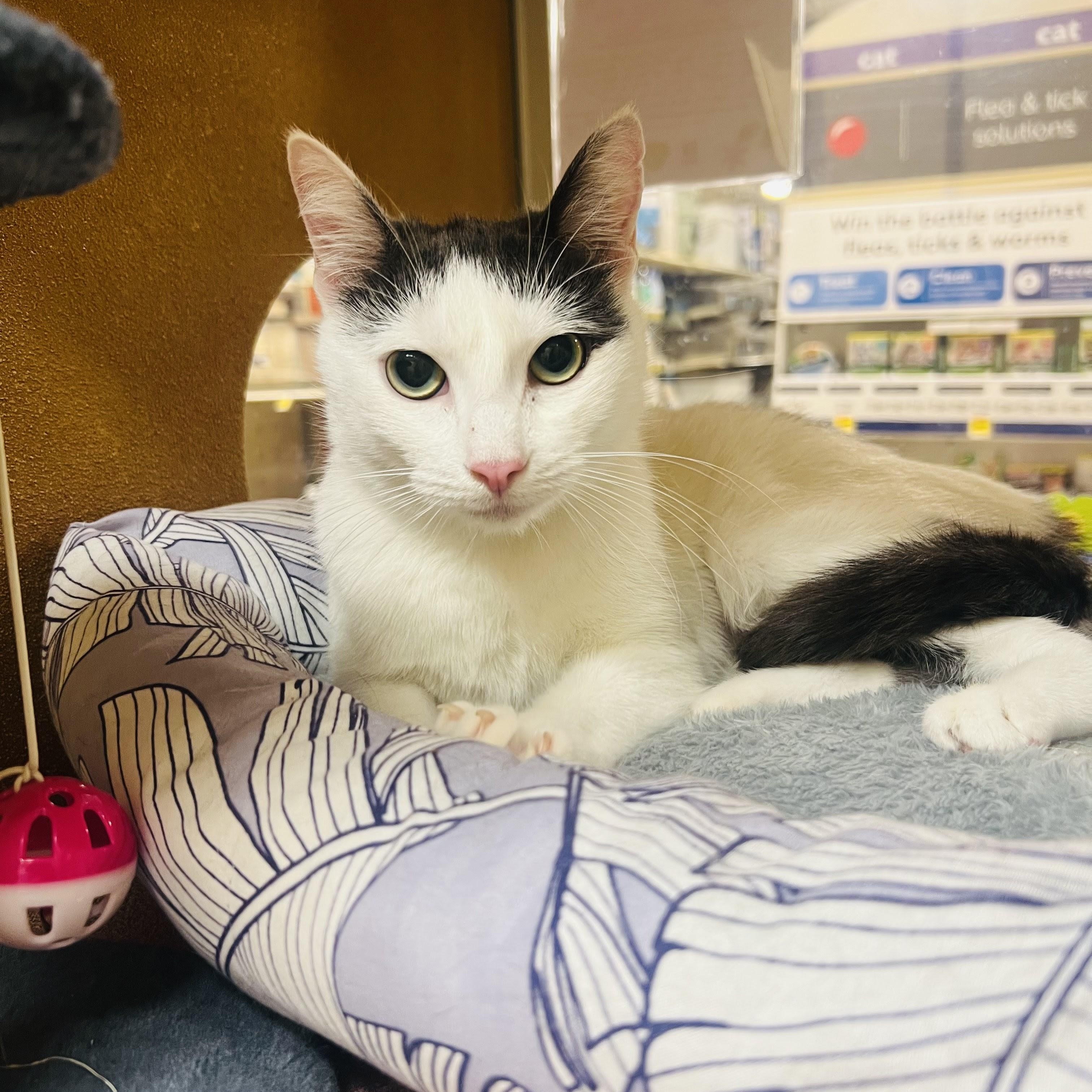 Enlarge Tinkerbell , a ADOPTABLE Domestic Short Hair in San Juan Capistrano, CA image 1/3