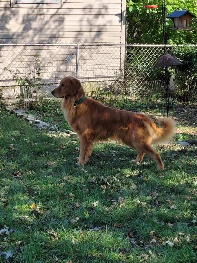 Stewart, a Adoptable Golden Retriever in Waterville, OH image 2/5