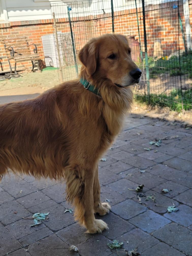Stewart, a Adoptable Golden Retriever in Waterville, OH image 3/5
