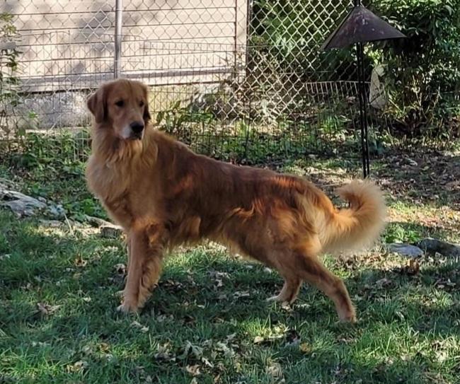 Stewart, a Adoptable Golden Retriever in Waterville, OH image 4/5