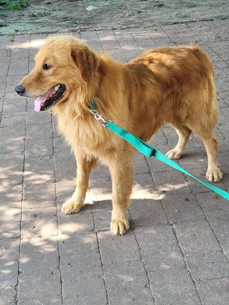 Stewart, a Adoptable Golden Retriever in Waterville, OH image 5/5