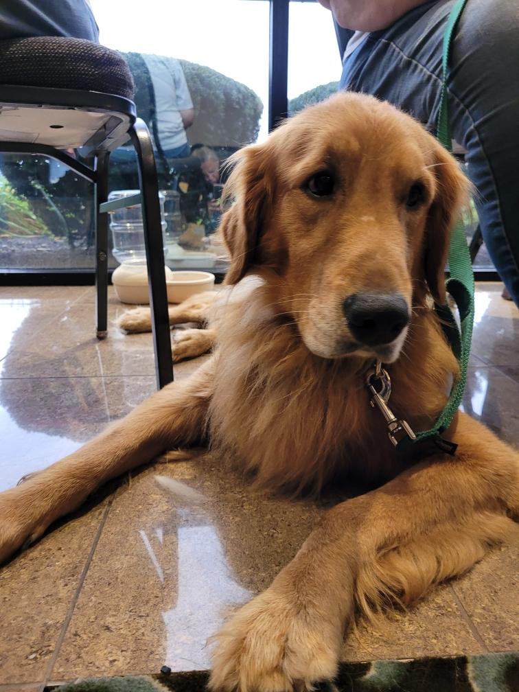 Stewart, Adoptable, Adult Male Golden Retriever.