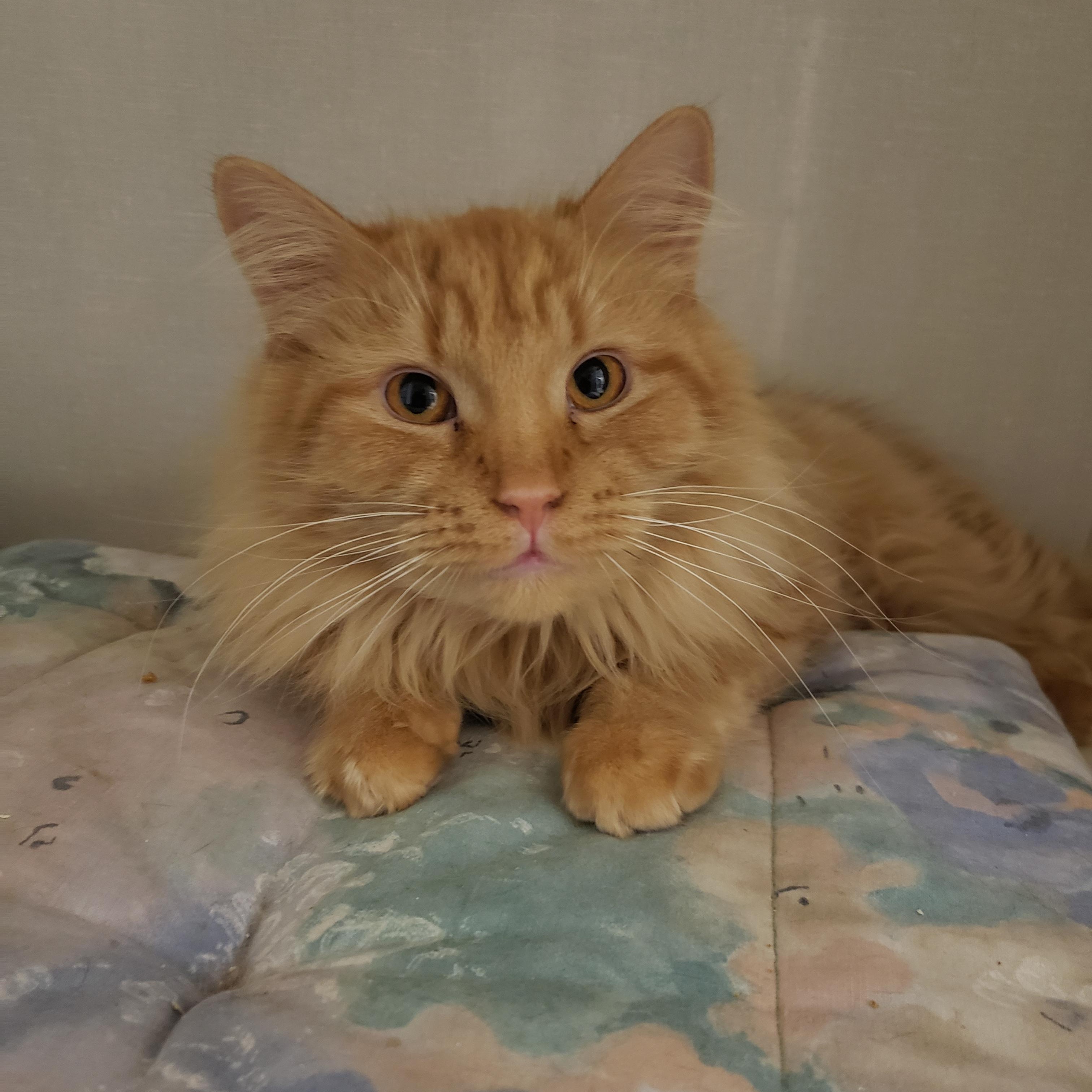 Enlarge Éléane, a Adoptable Domestic Long Hair in Anjou, QC image 1/1