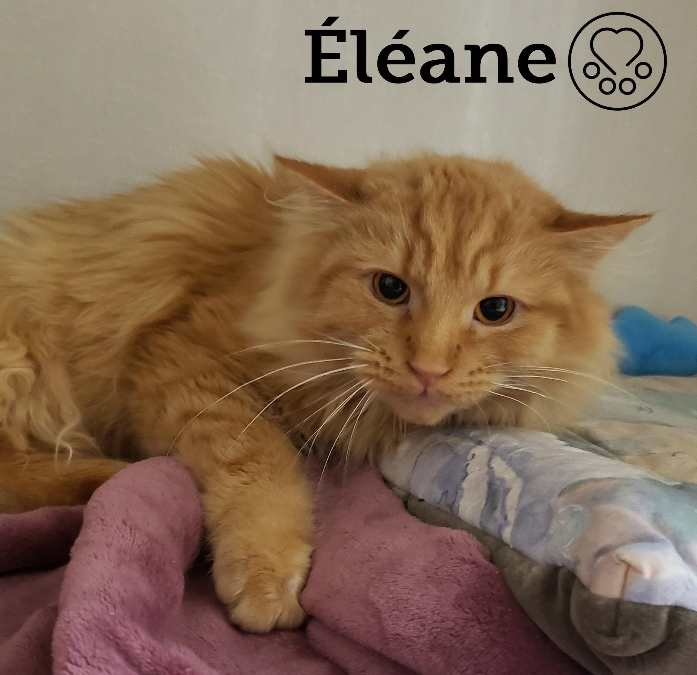 Enlarge Éléane, a Adoptable Domestic Long Hair in Anjou, QC image 1/1