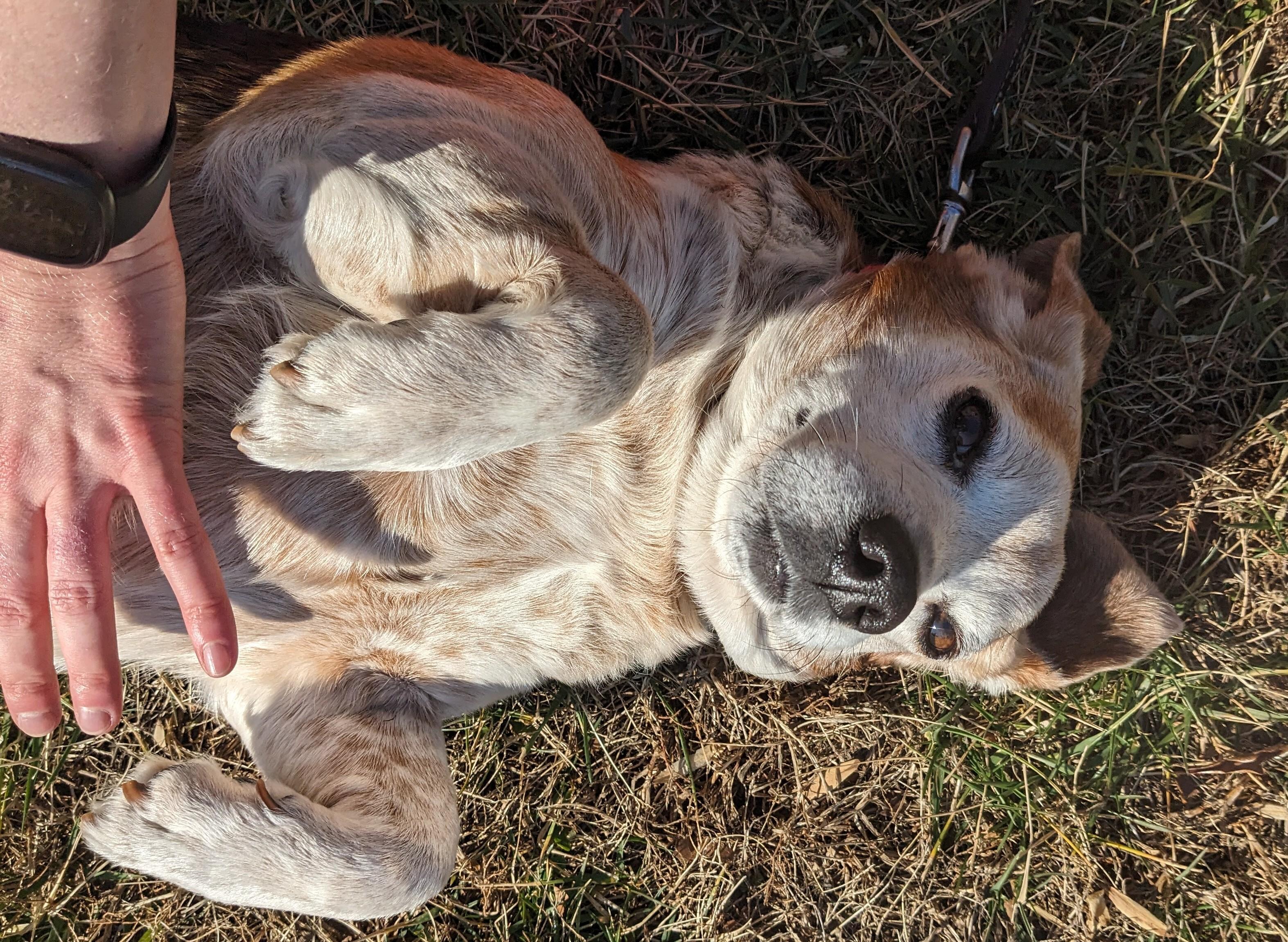 Enlarge Seal, a ADOPTABLE Beagle in Maidens, VA image 1/4