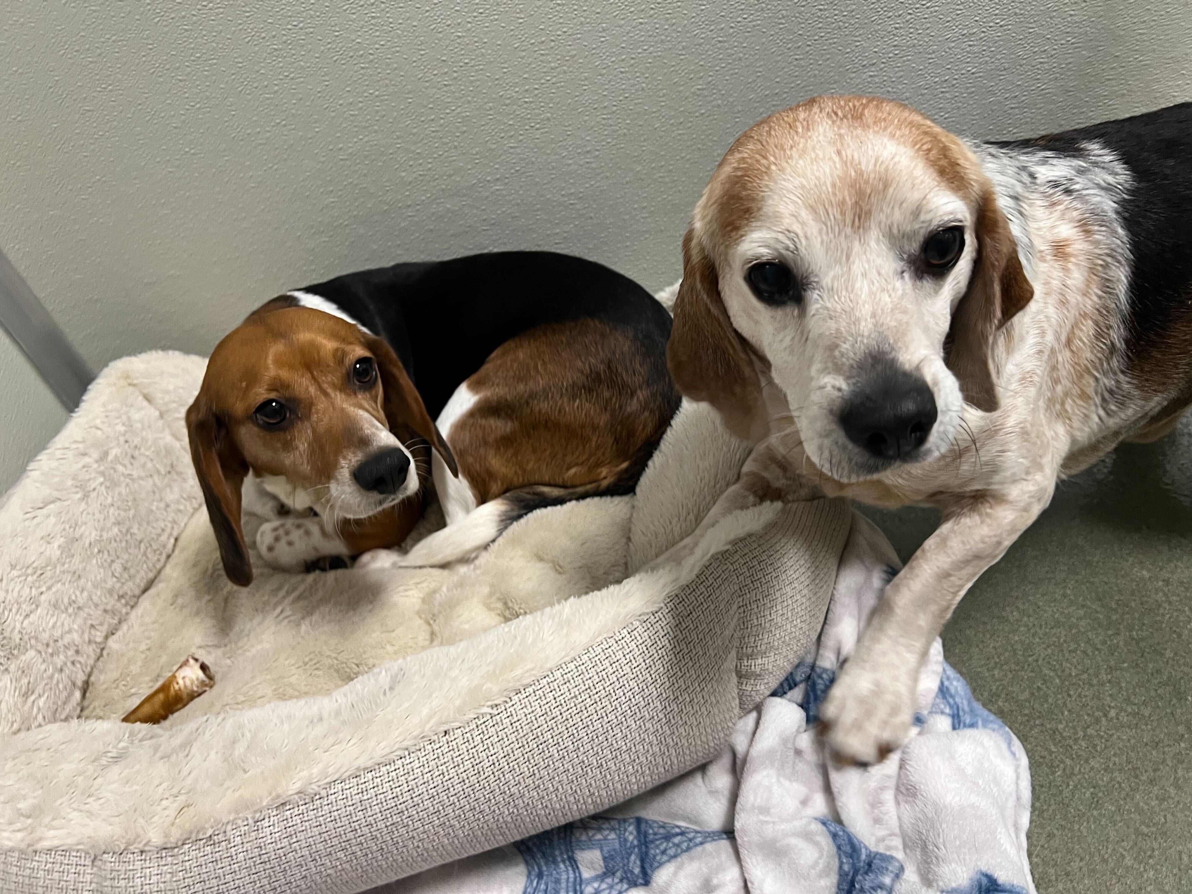 Enlarge Seal, a ADOPTABLE Beagle in Maidens, VA image 4/4