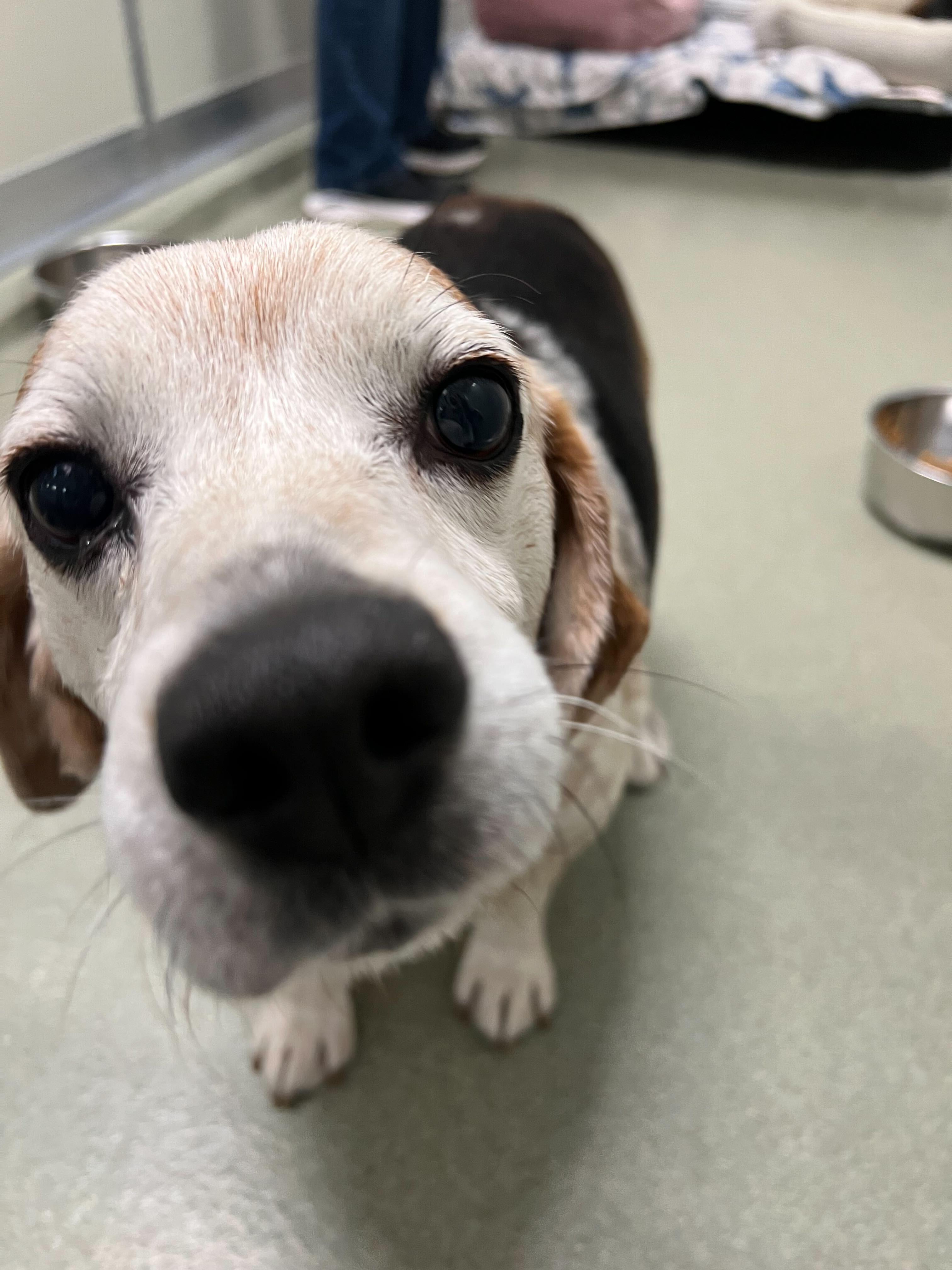 Enlarge Seal, a ADOPTABLE Beagle in Maidens, VA image 3/4