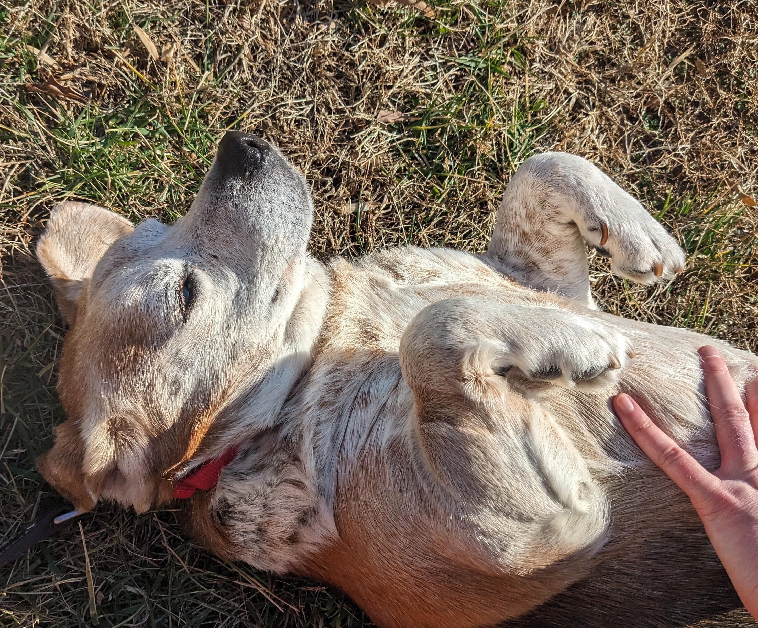 Enlarge Seal, a ADOPTABLE Beagle in Maidens, VA image 2/4