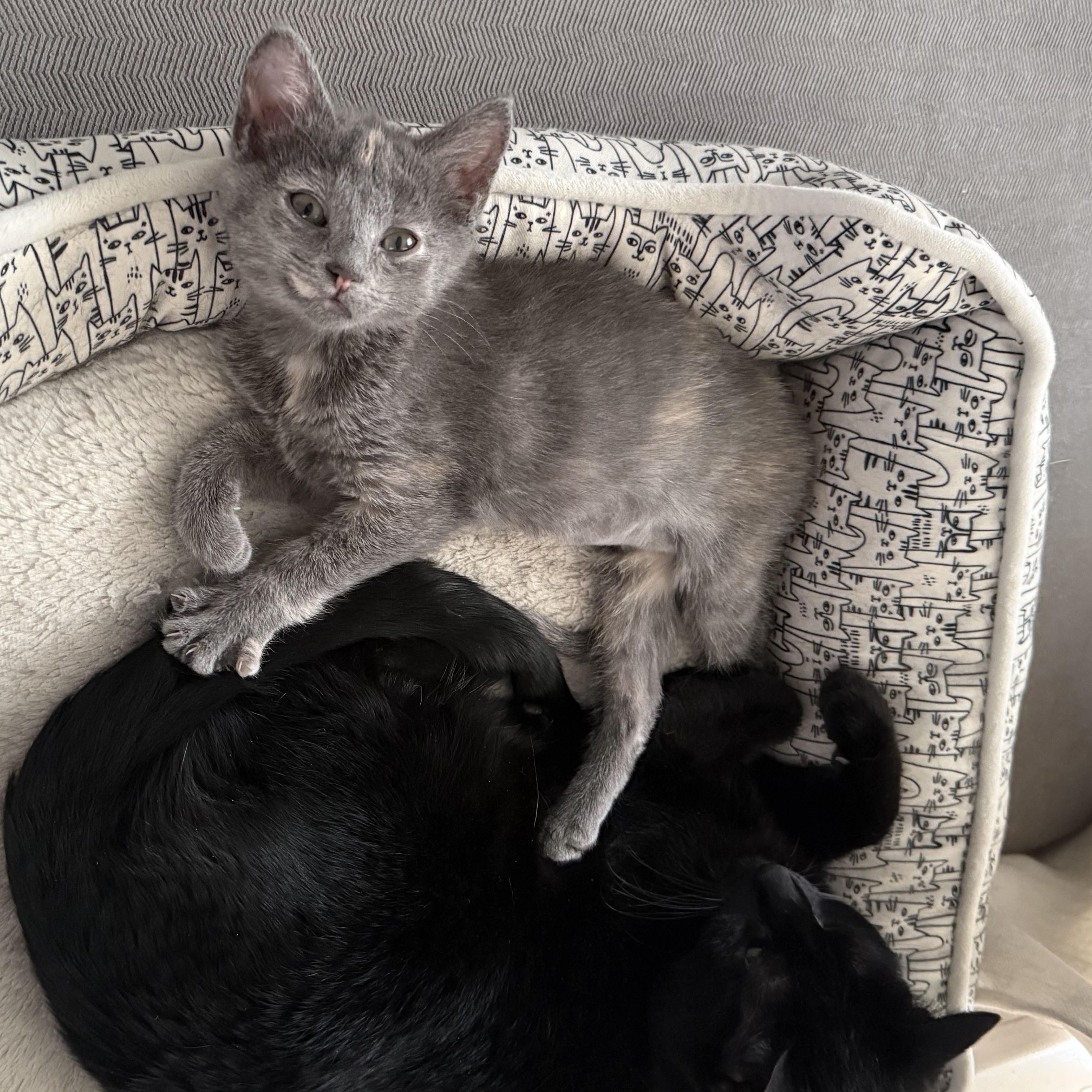 Enlarge London, a Adopted mixed breed in Omaha, NE image 2/3