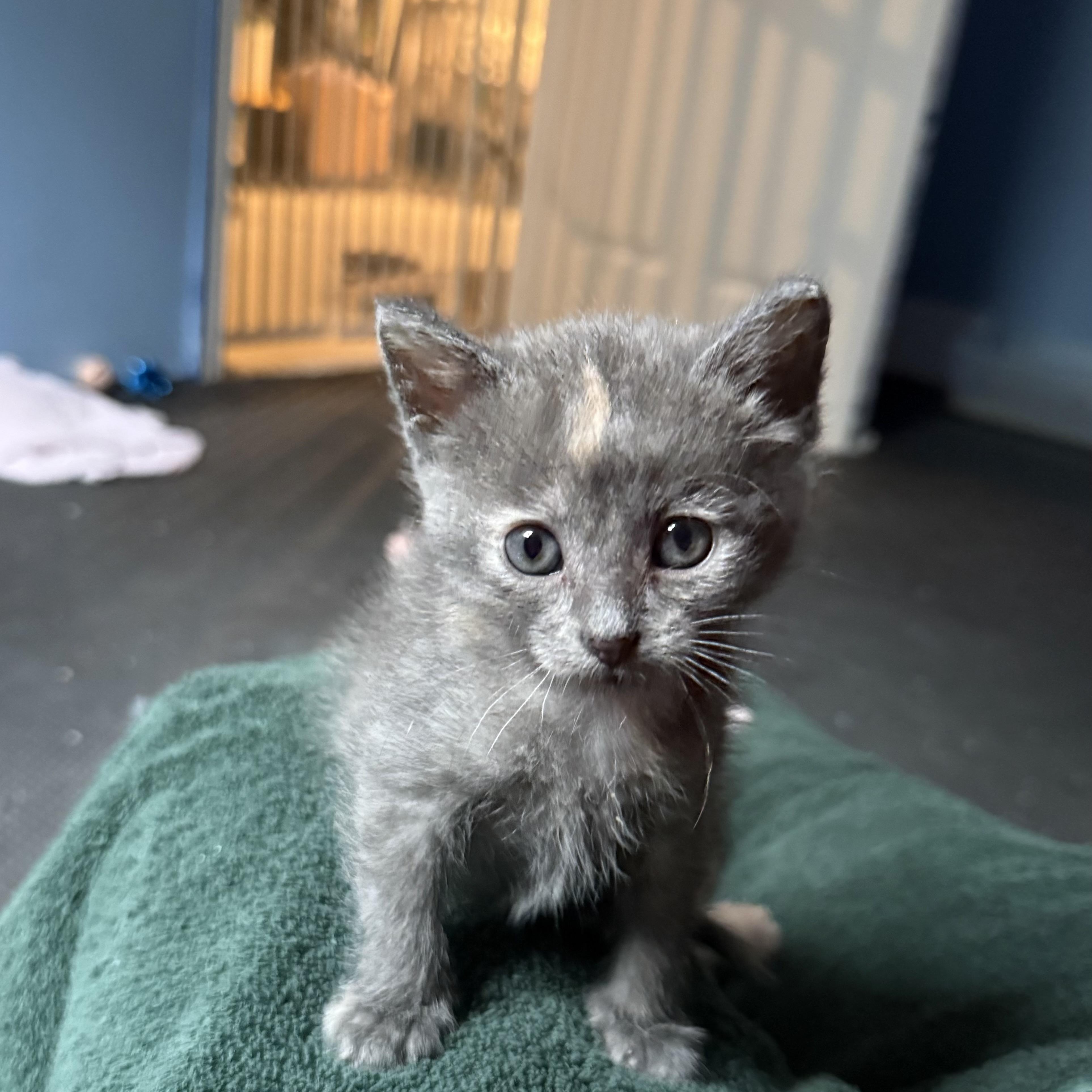 Enlarge London, a Adopted mixed breed in Omaha, NE image 3/3