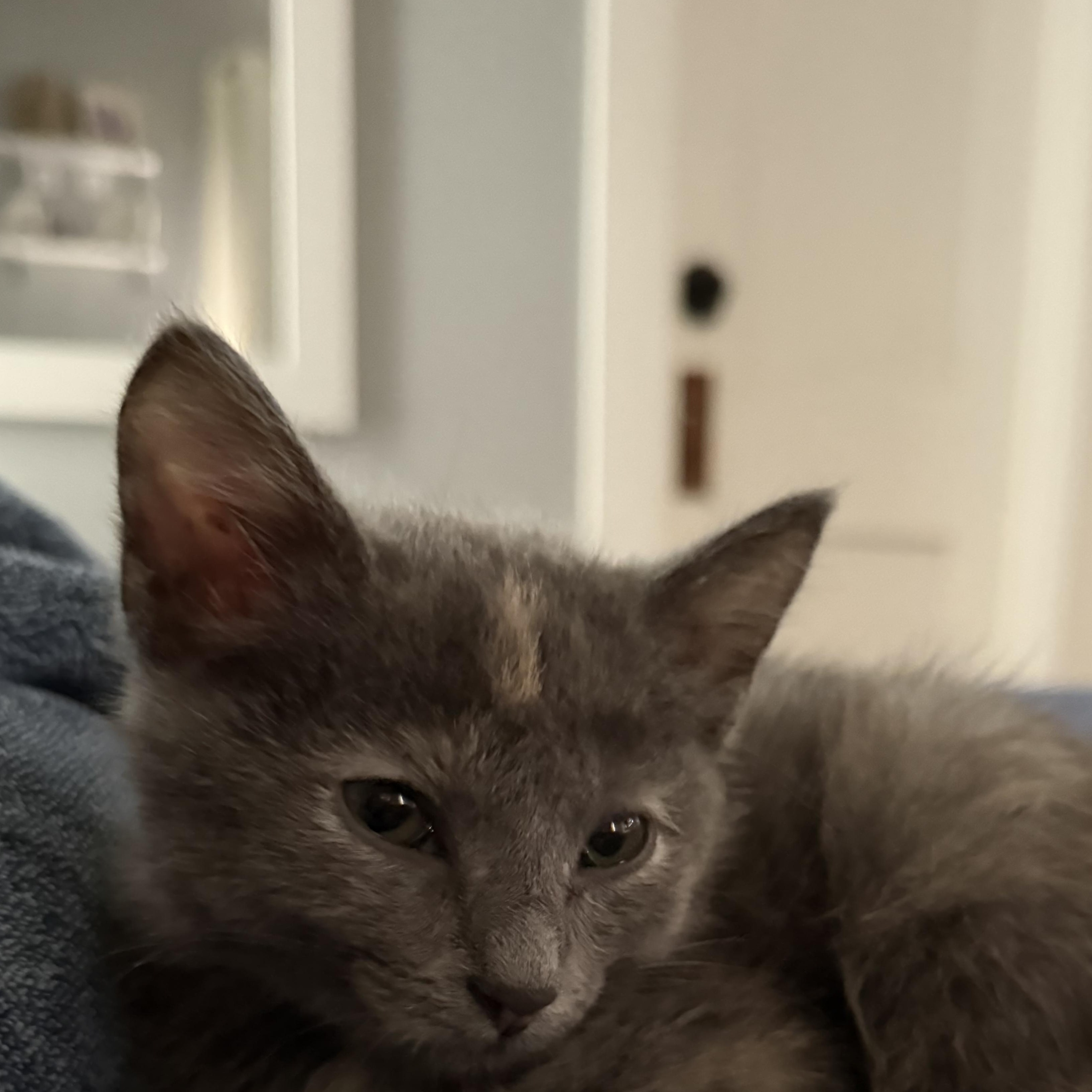 London, Adopted, Kitten Female Dilute Tortoiseshell & Domestic Short Hair.