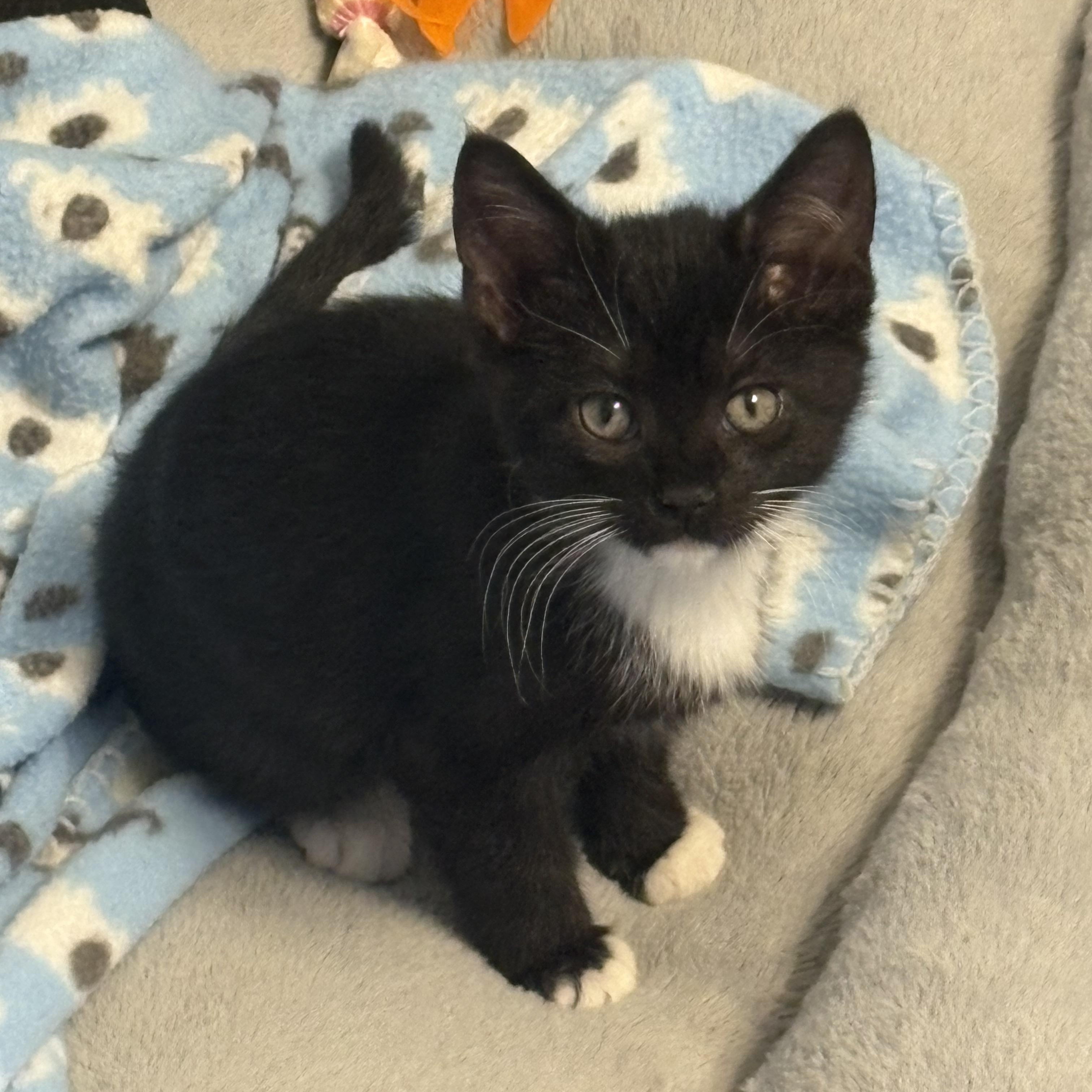 Enlarge Sonny and Storm, a ADOPTABLE American Shorthair in Wadsworth, IL image 3/6