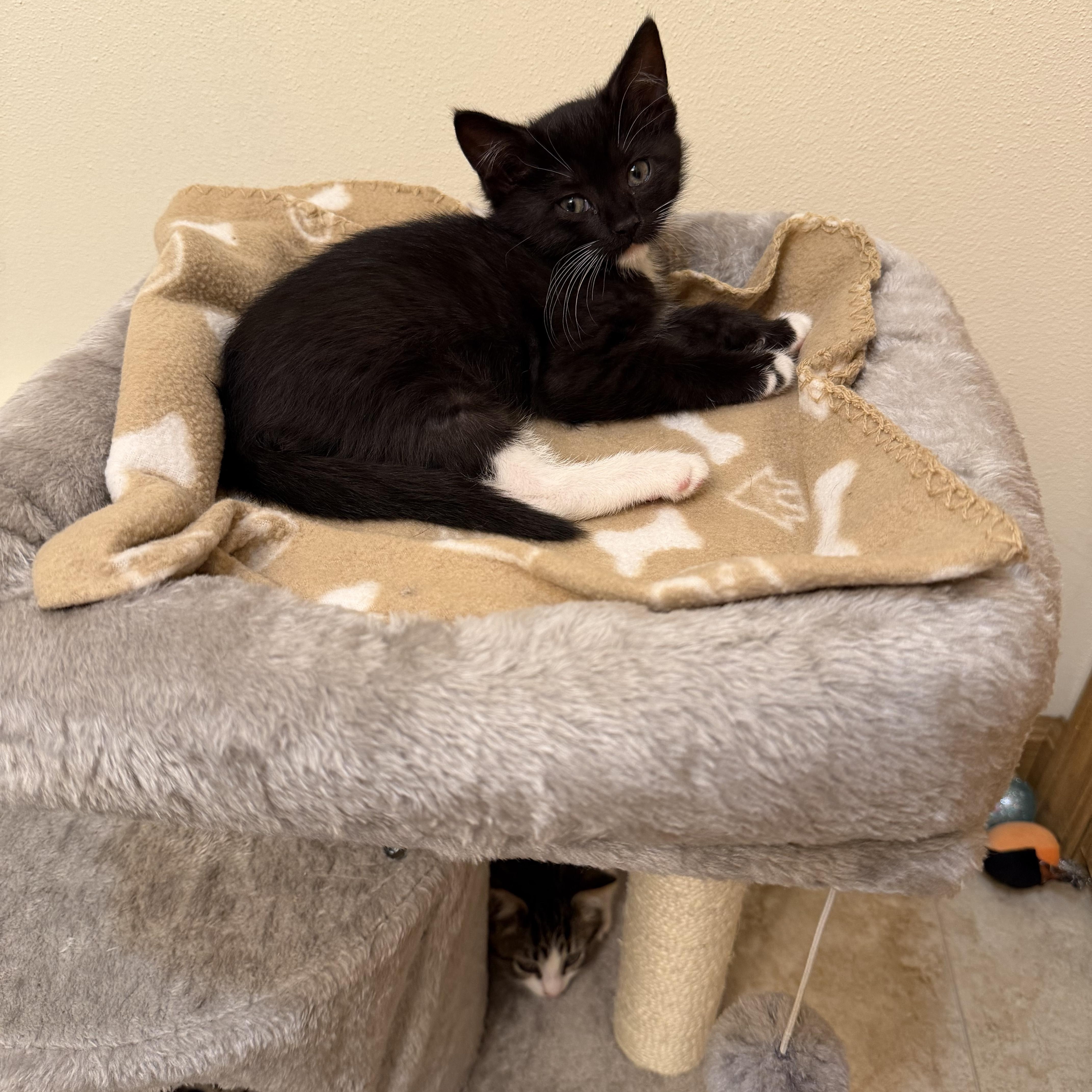 Enlarge Sonny and Storm, a ADOPTABLE American Shorthair in Wadsworth, IL image 5/6