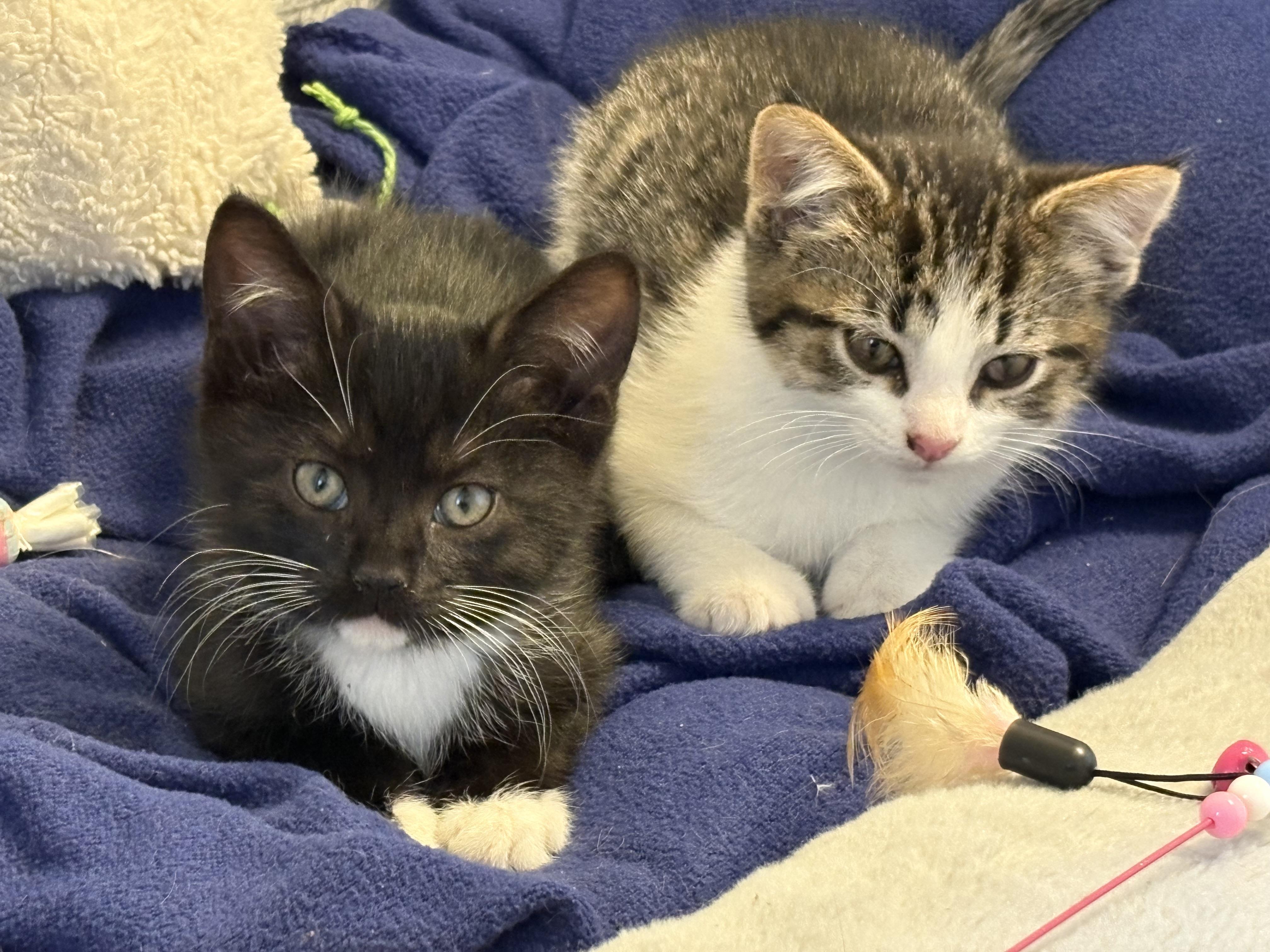 Sonny and Storm, ADOPTABLE, Kitten Male American Shorthair.