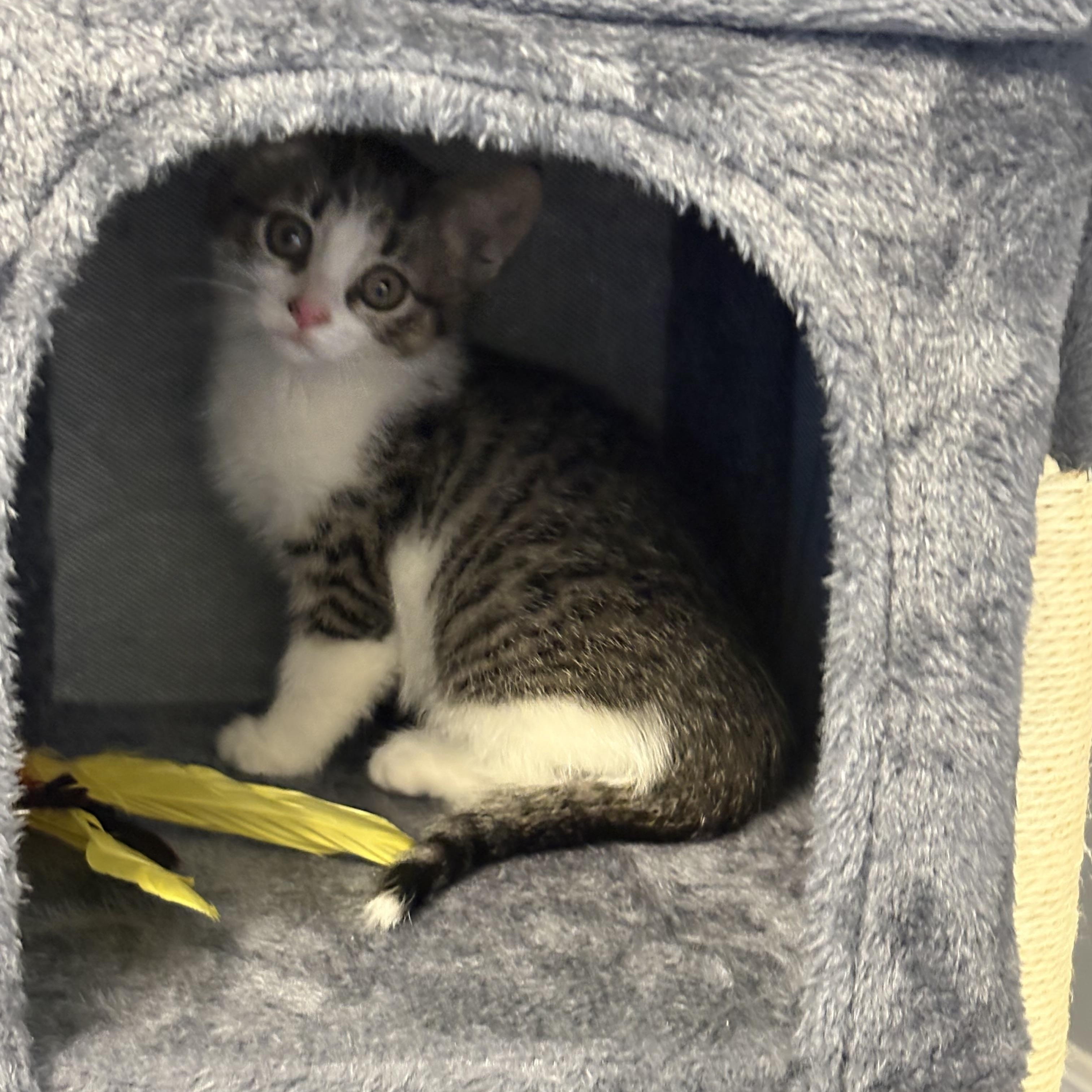 Enlarge Sonny and Storm, a ADOPTABLE American Shorthair in Wadsworth, IL image 2/6