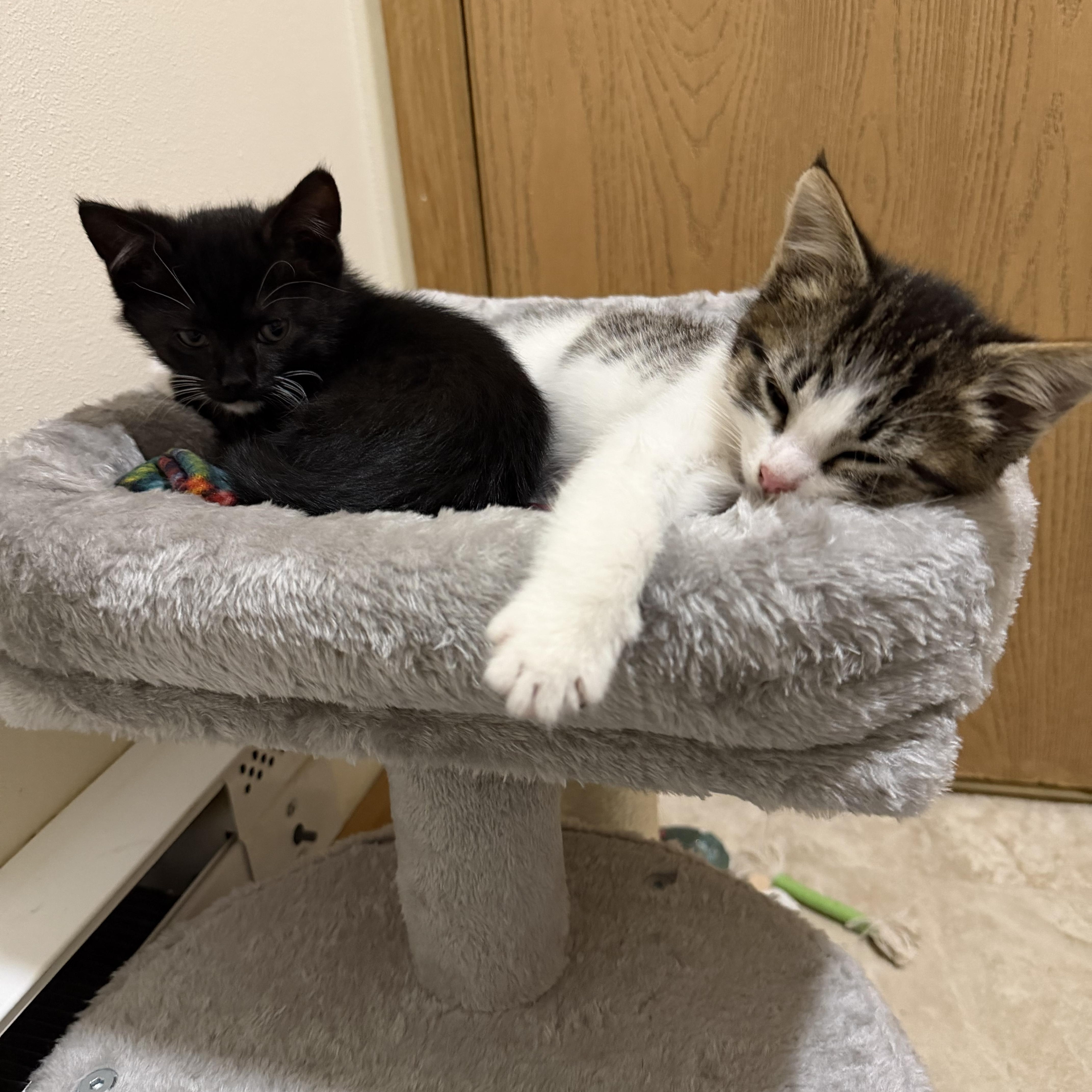 Enlarge Sonny and Storm, a ADOPTABLE American Shorthair in Wadsworth, IL image 6/6