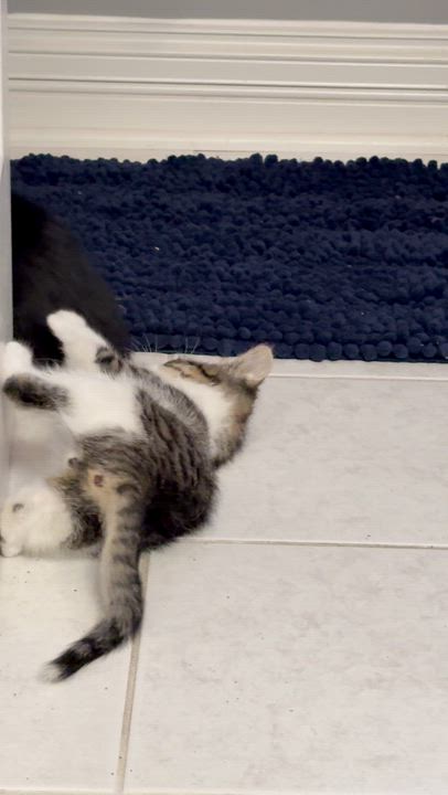 Enlarge Sonny and Storm, a ADOPTABLE American Shorthair in Wadsworth, IL video 4/6