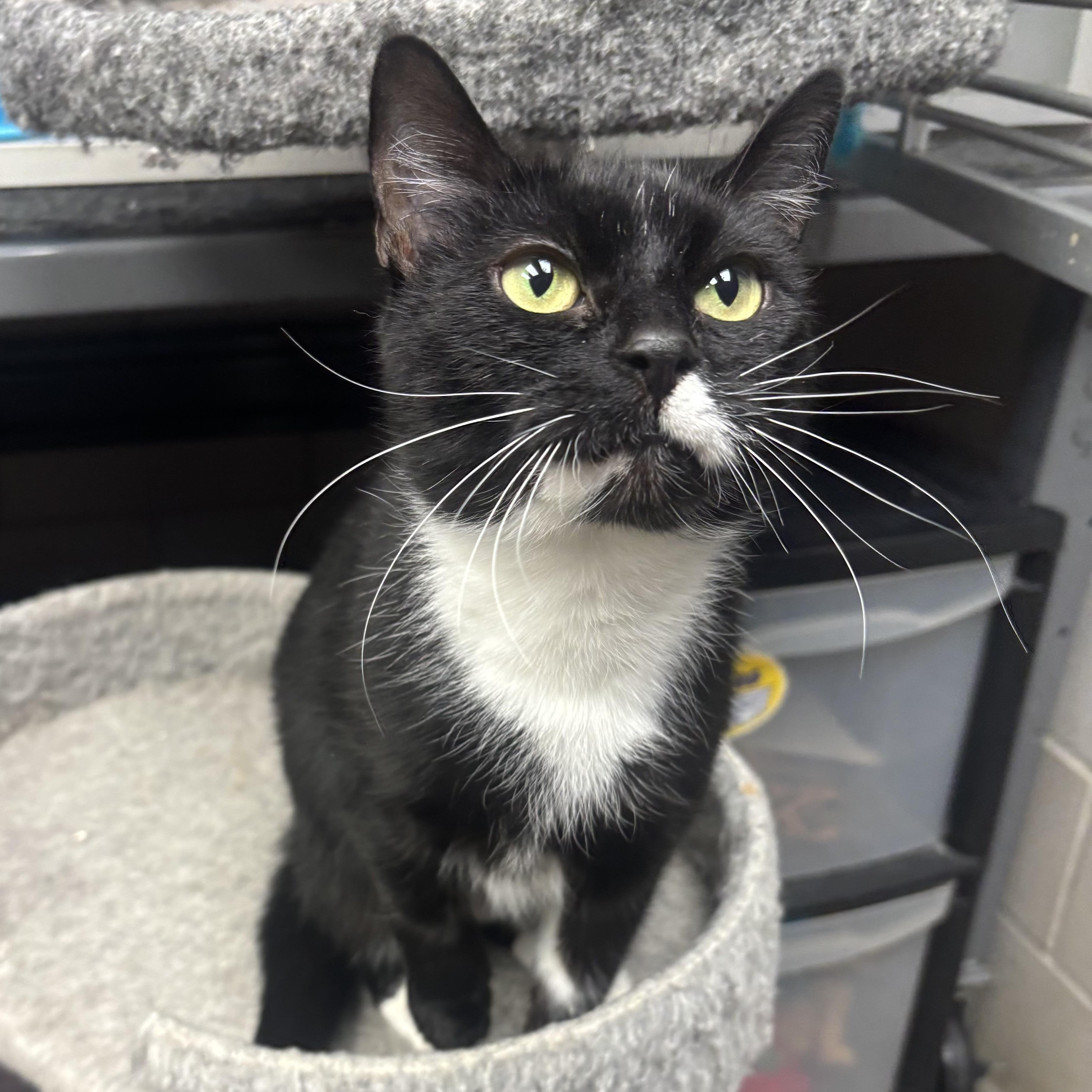 Enlarge Paris, a ADOPTABLE Domestic Short Hair in Waynesburg, PA image 4/4