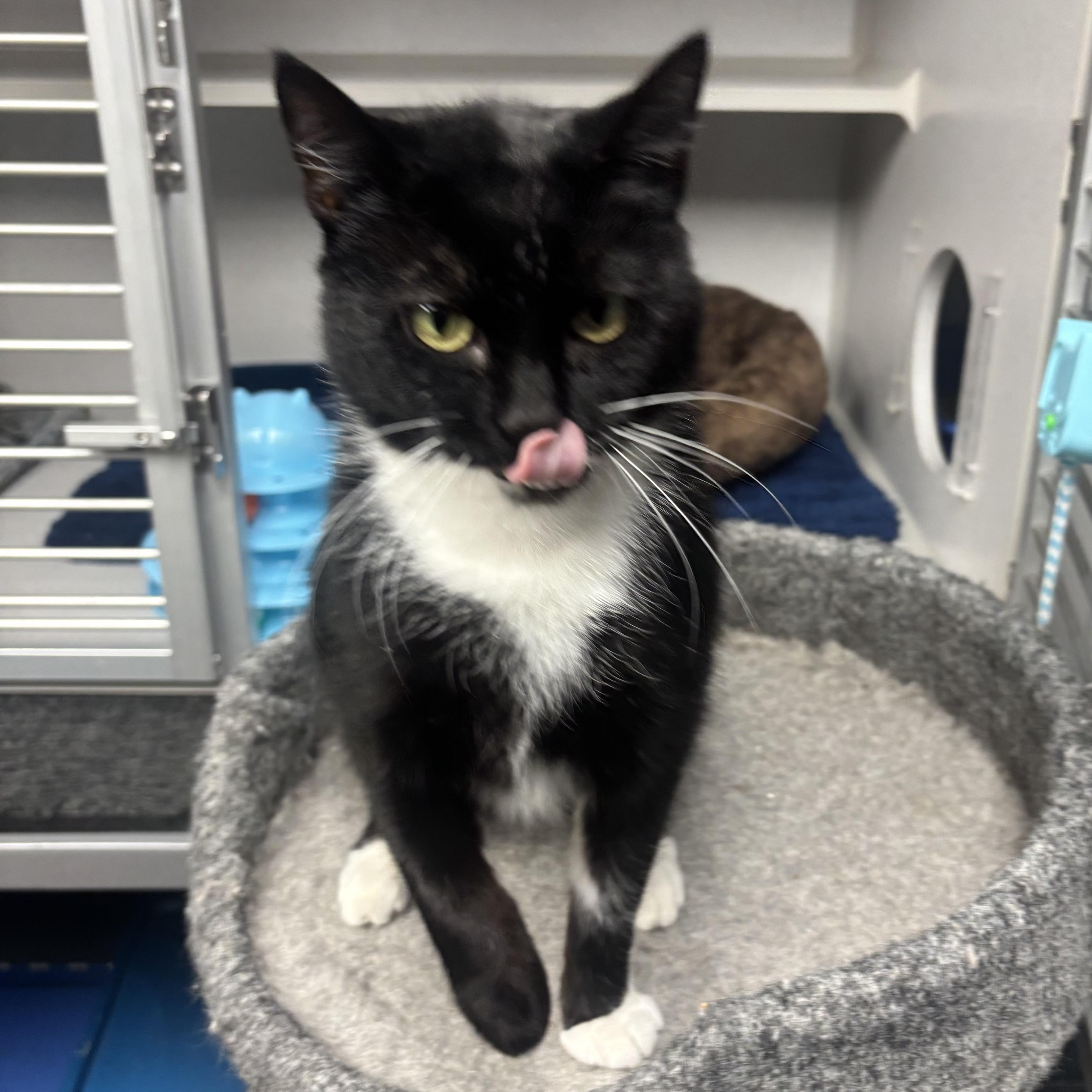 Enlarge Paris, a ADOPTABLE Domestic Short Hair in Waynesburg, PA image 3/4