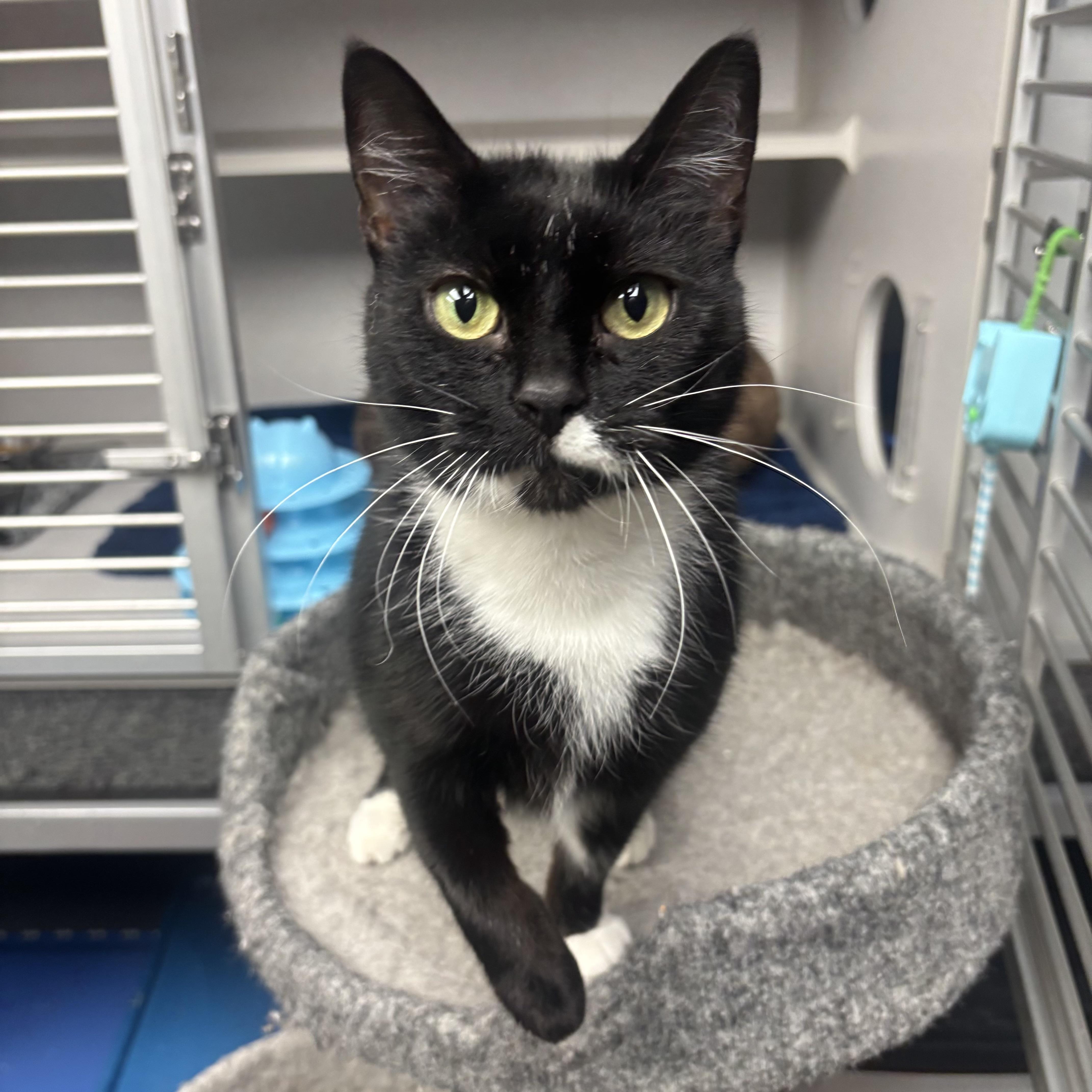 Enlarge Paris, a ADOPTABLE Domestic Short Hair in Waynesburg, PA image 2/4