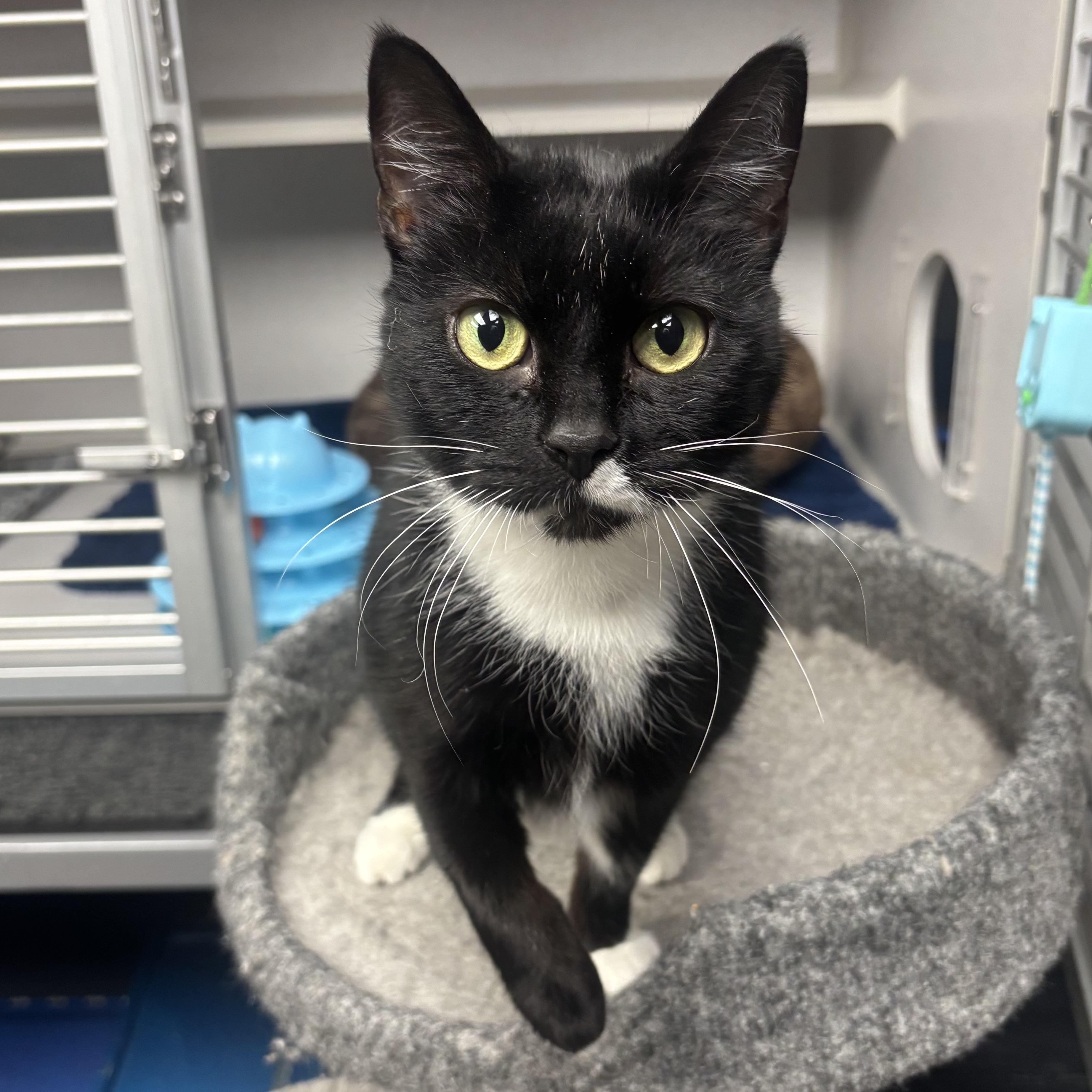 Enlarge Paris, a ADOPTABLE Domestic Short Hair in Waynesburg, PA image 1/4