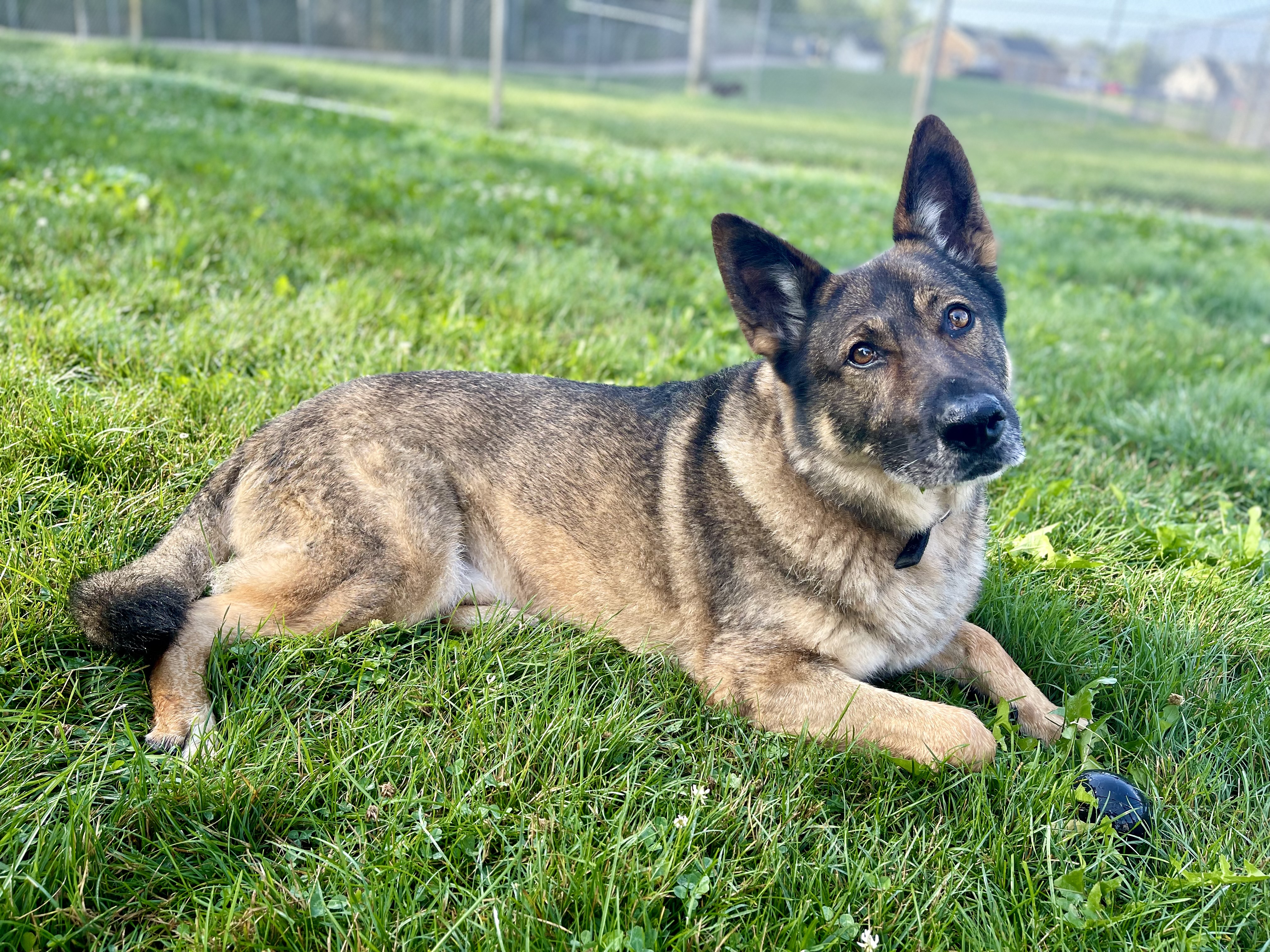 Enlarge Kenai, a Adoptable German Shepherd Dog in Lake Odessa, MI image 6/6