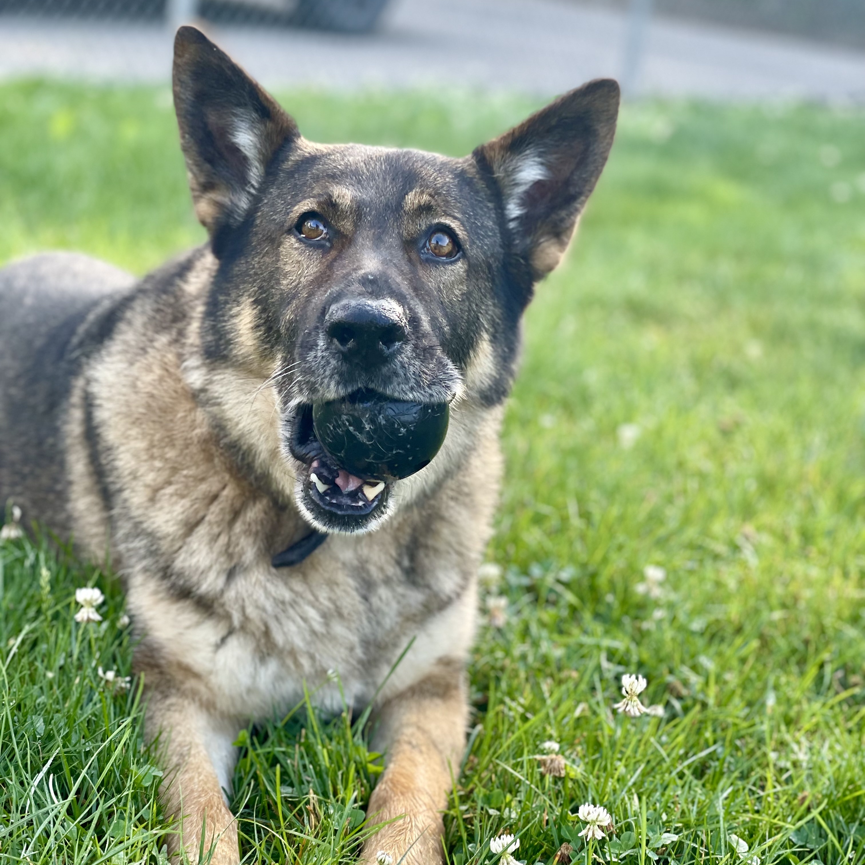 Enlarge Kenai, a Adoptable German Shepherd Dog in Lake Odessa, MI image 3/6
