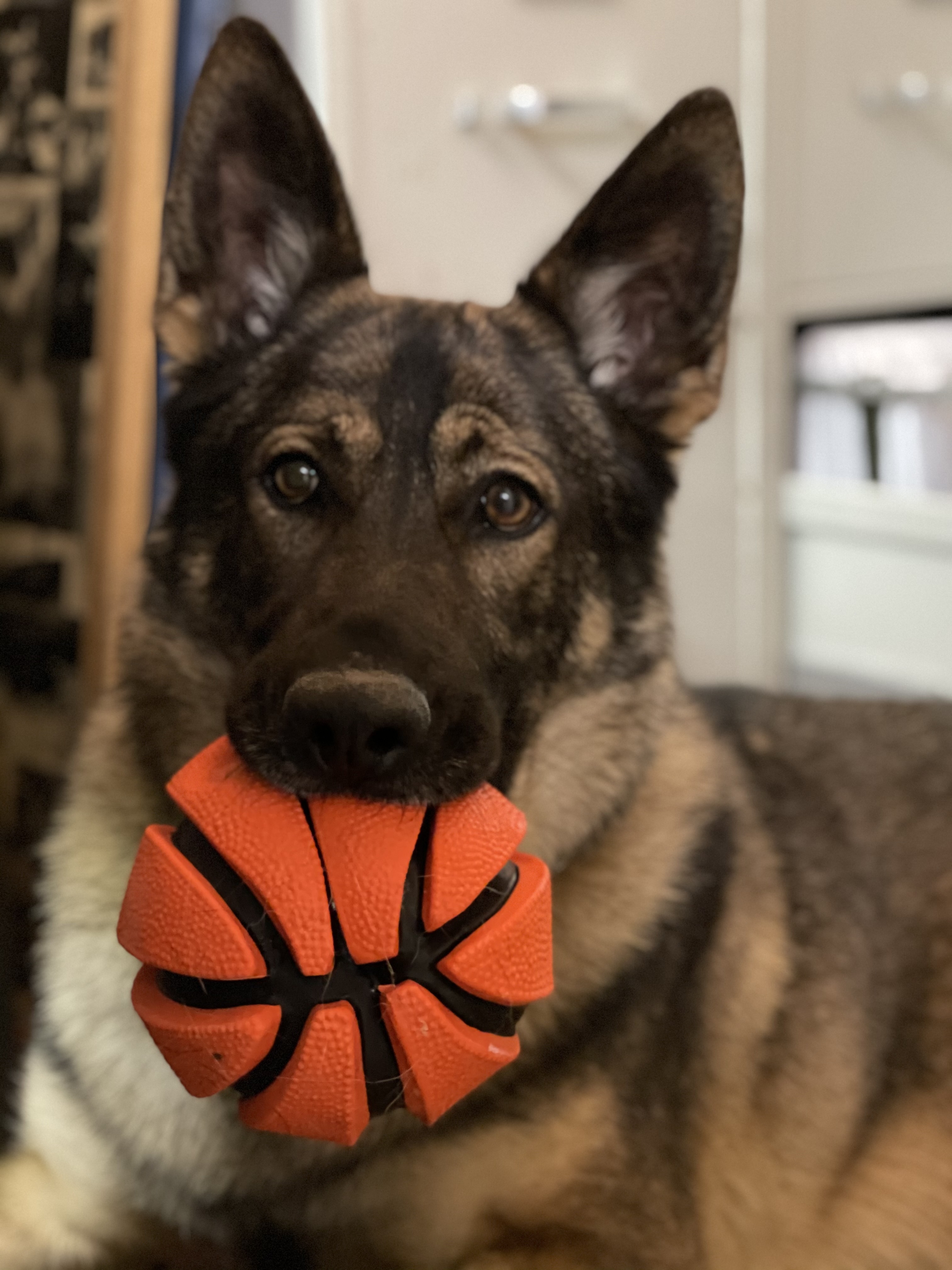 Enlarge Kenai, a Adoptable German Shepherd Dog in Lake Odessa, MI image 4/6