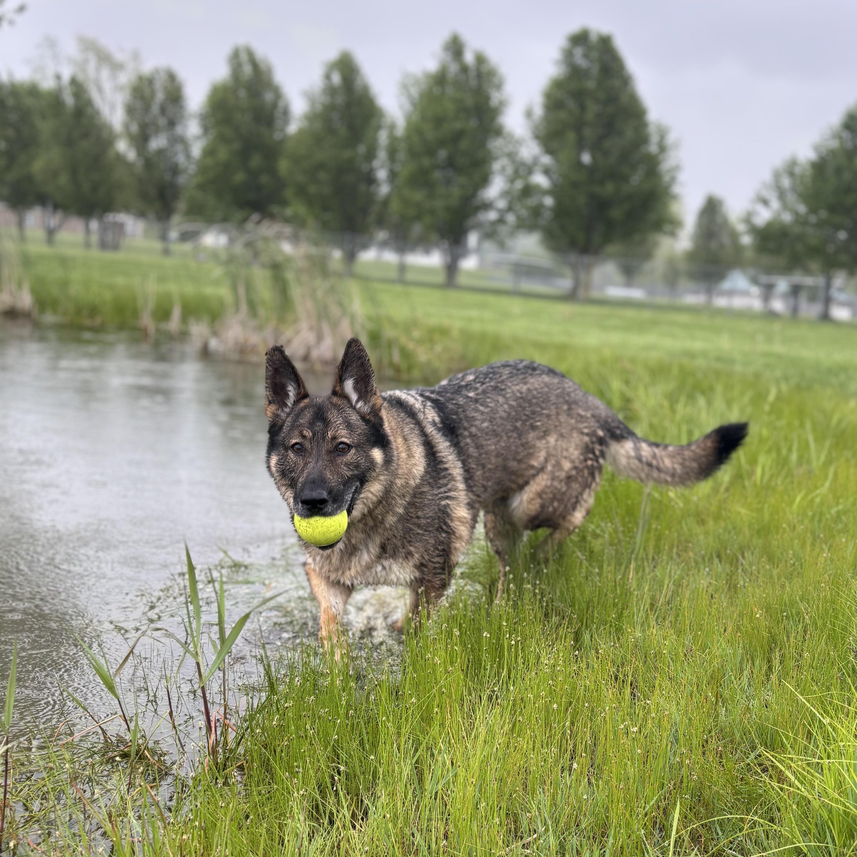 Enlarge Kenai, a Adoptable German Shepherd Dog in Lake Odessa, MI image 1/6