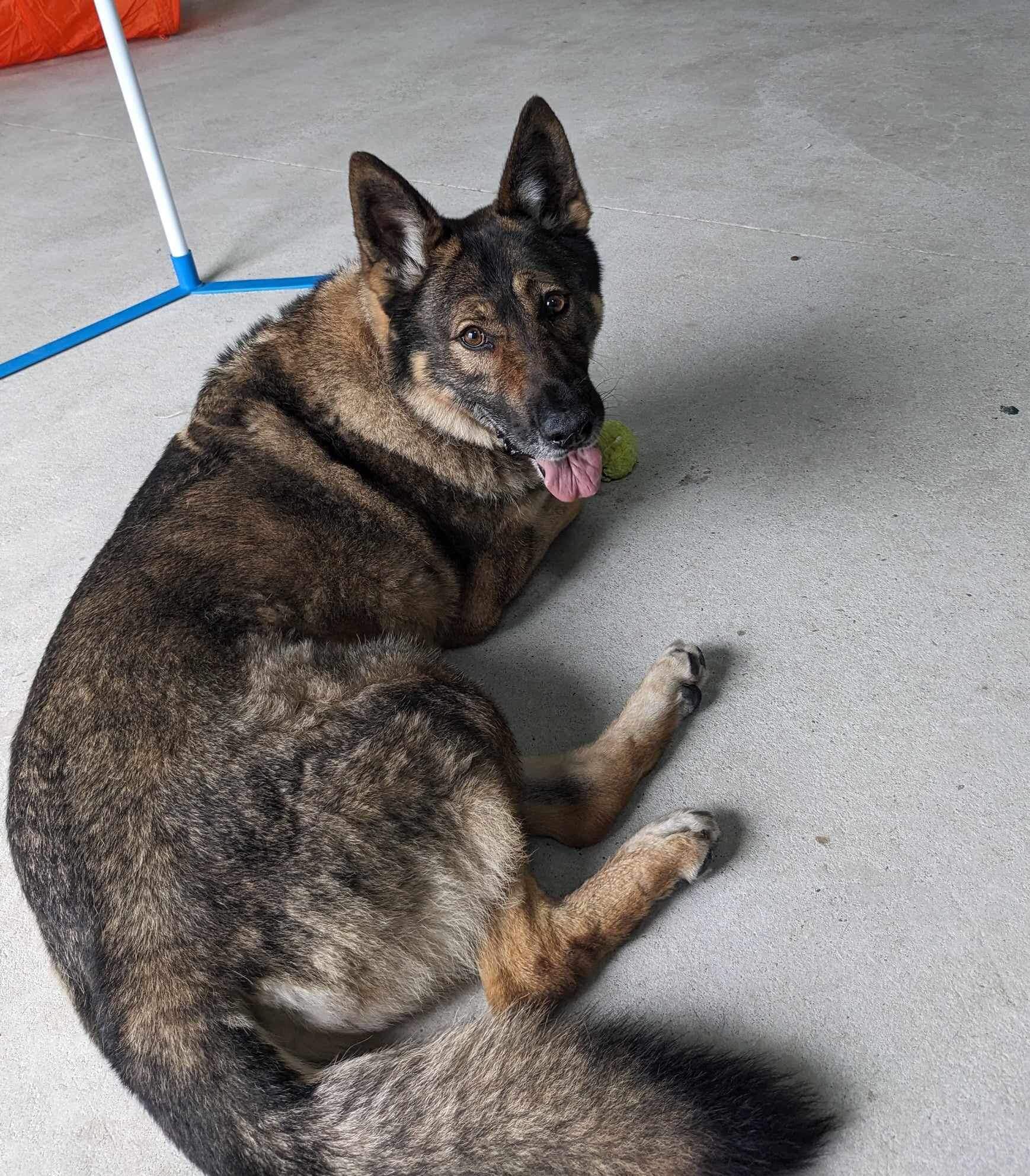 Enlarge Kenai, a Adoptable German Shepherd Dog in Lake Odessa, MI image 5/6