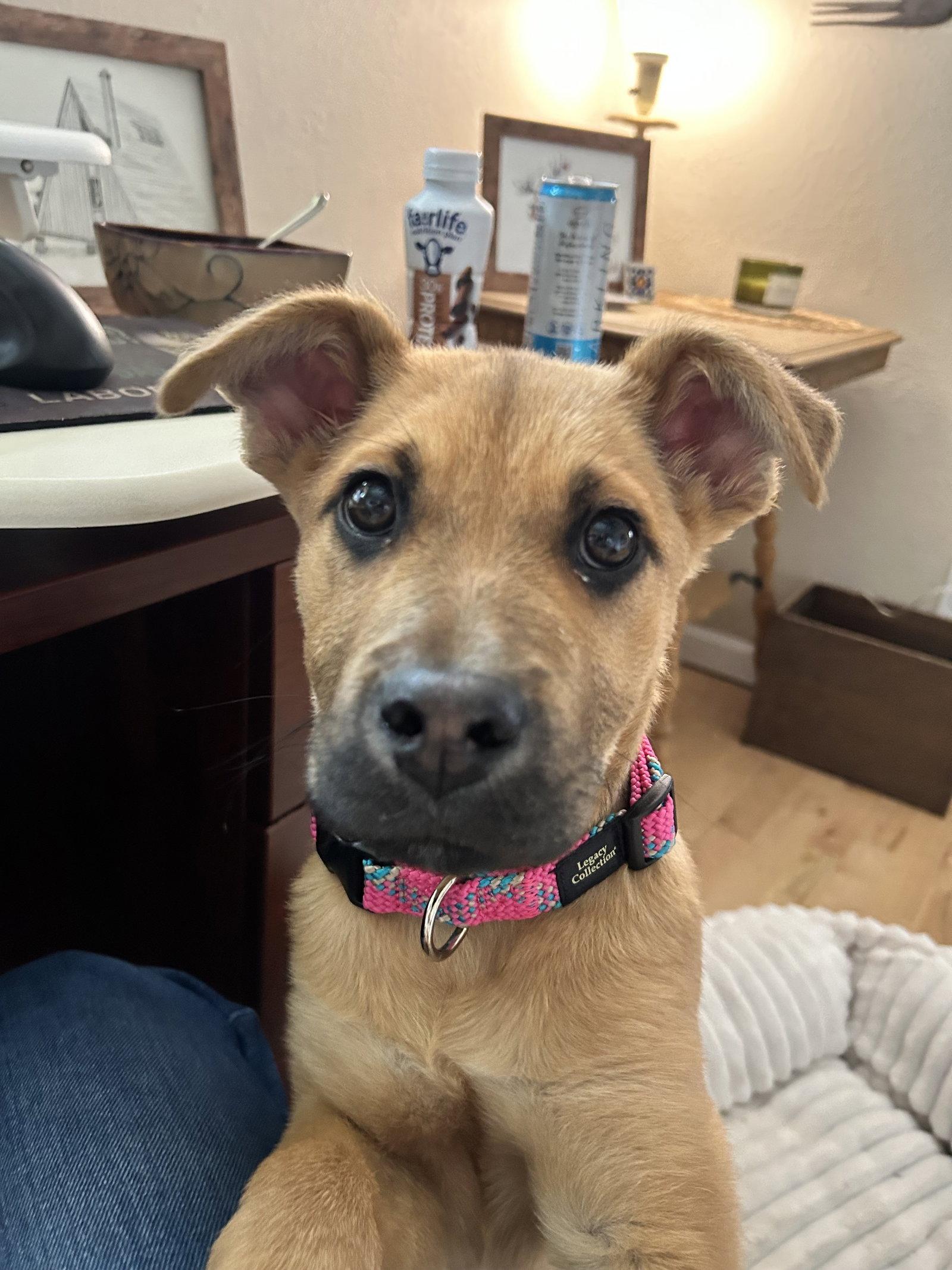 Olivia, Adopted, Puppy Female Shepherd.