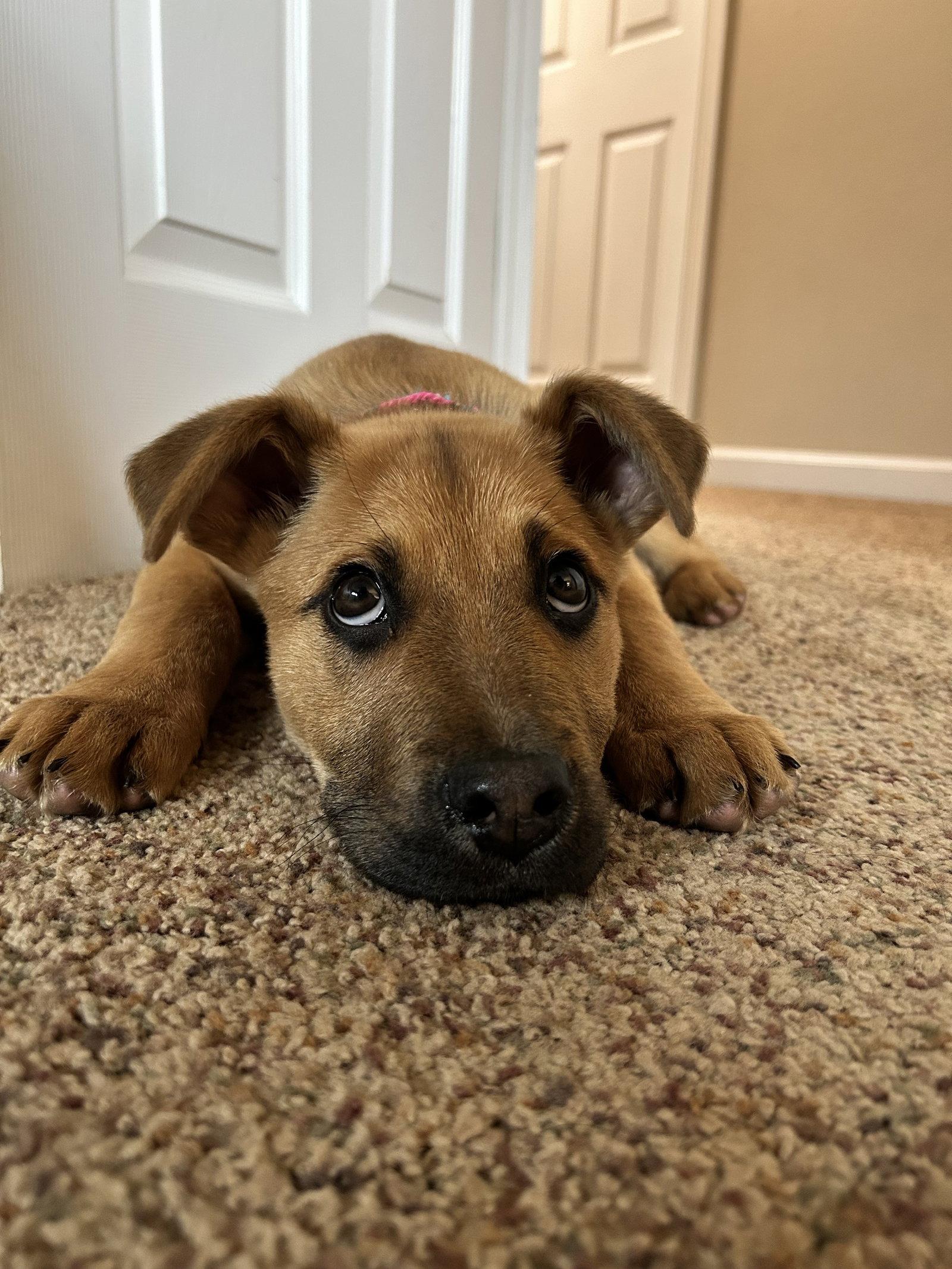 Enlarge Olivia, a Adopted Shepherd in Polson, MT image 2/3