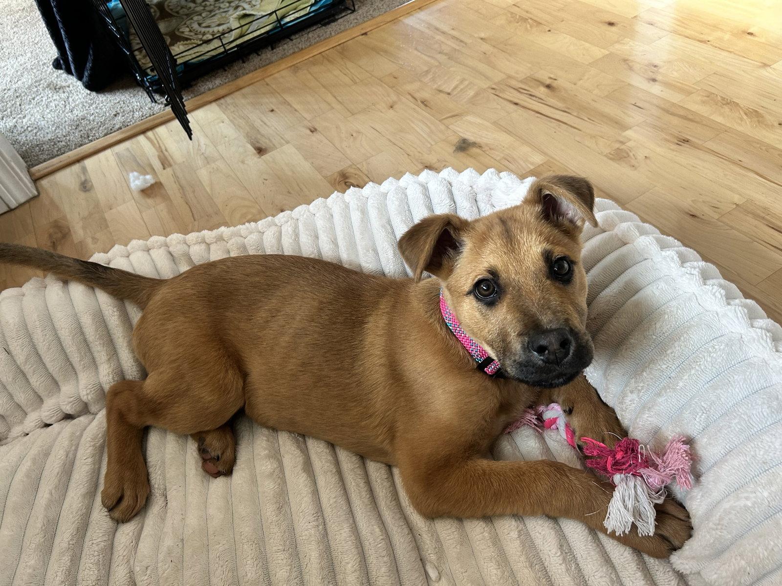 Enlarge Olivia, a Adopted Shepherd in Polson, MT image 3/3