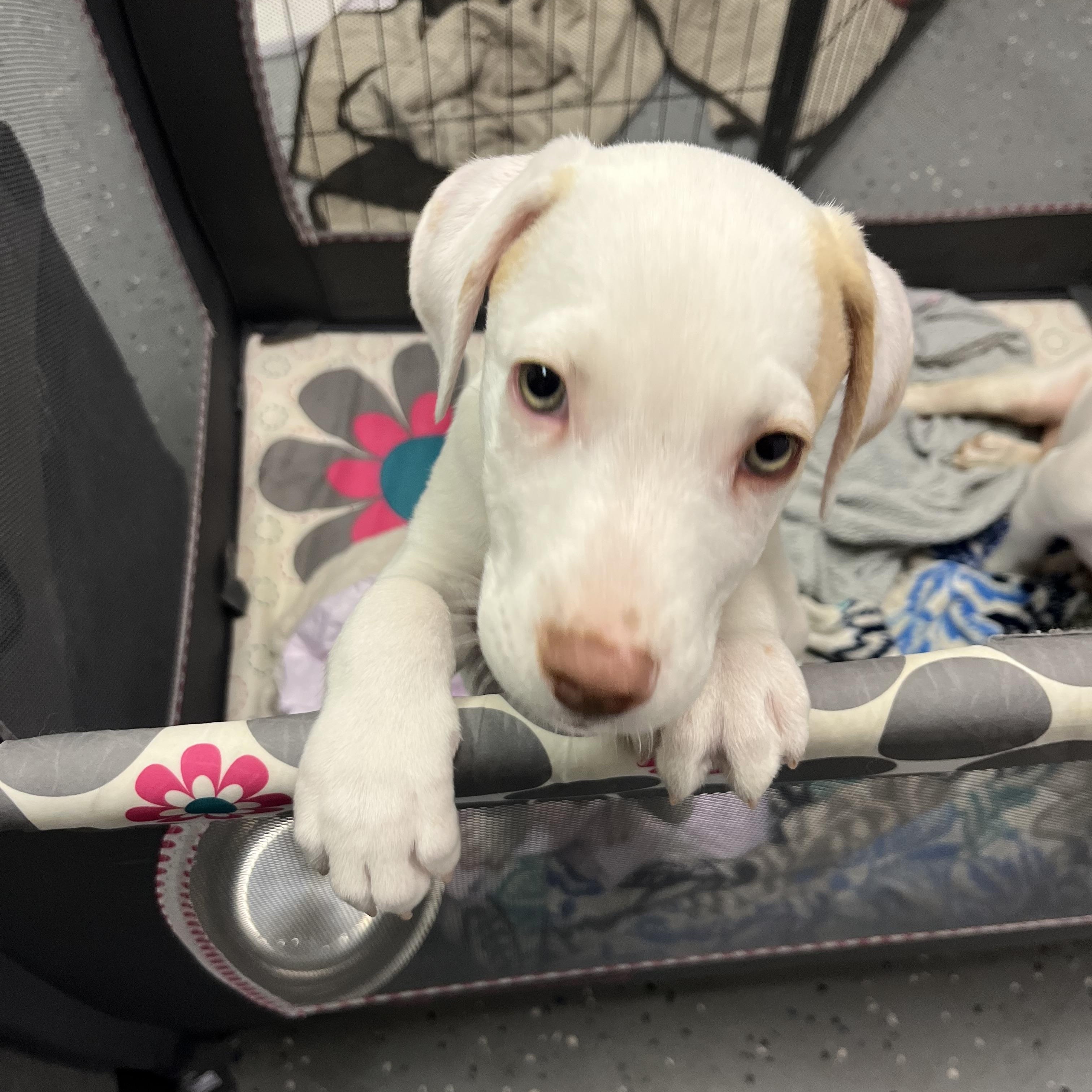 Enlarge Rover, a ADOPTABLE mixed breed in Greenwich, NY image 1/1