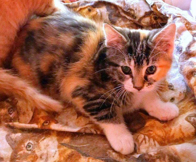 Wynnie and Wilson, Adoptable, Kitten Female Domestic Short Hair.