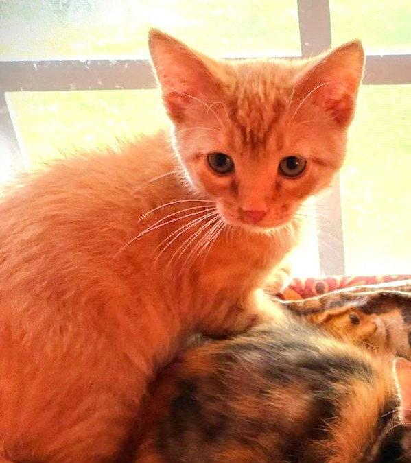 Wynnie and Wilson, a Adoptable Domestic Short Hair in Shawnee, KS image 2/3